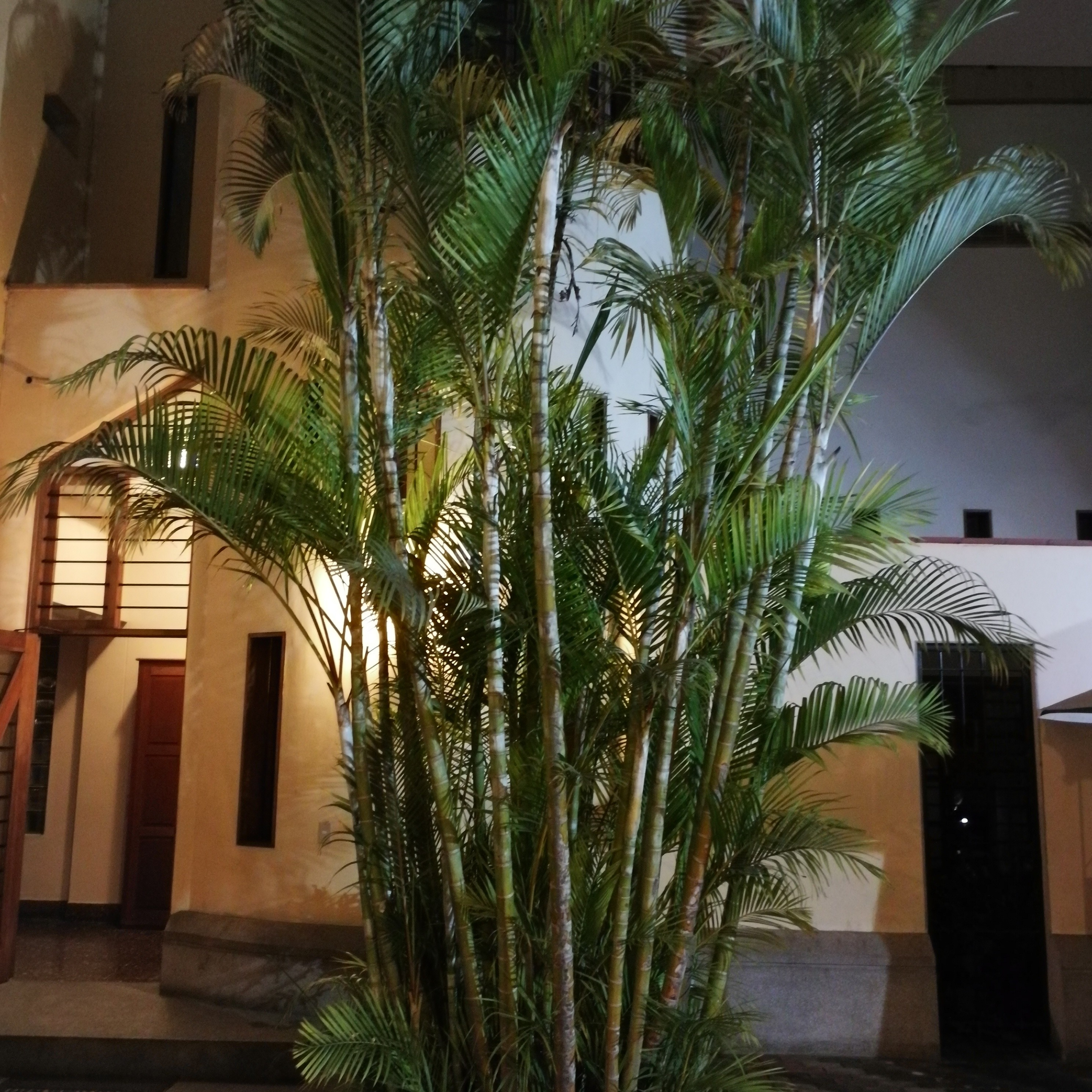 Remedios para el Alma
