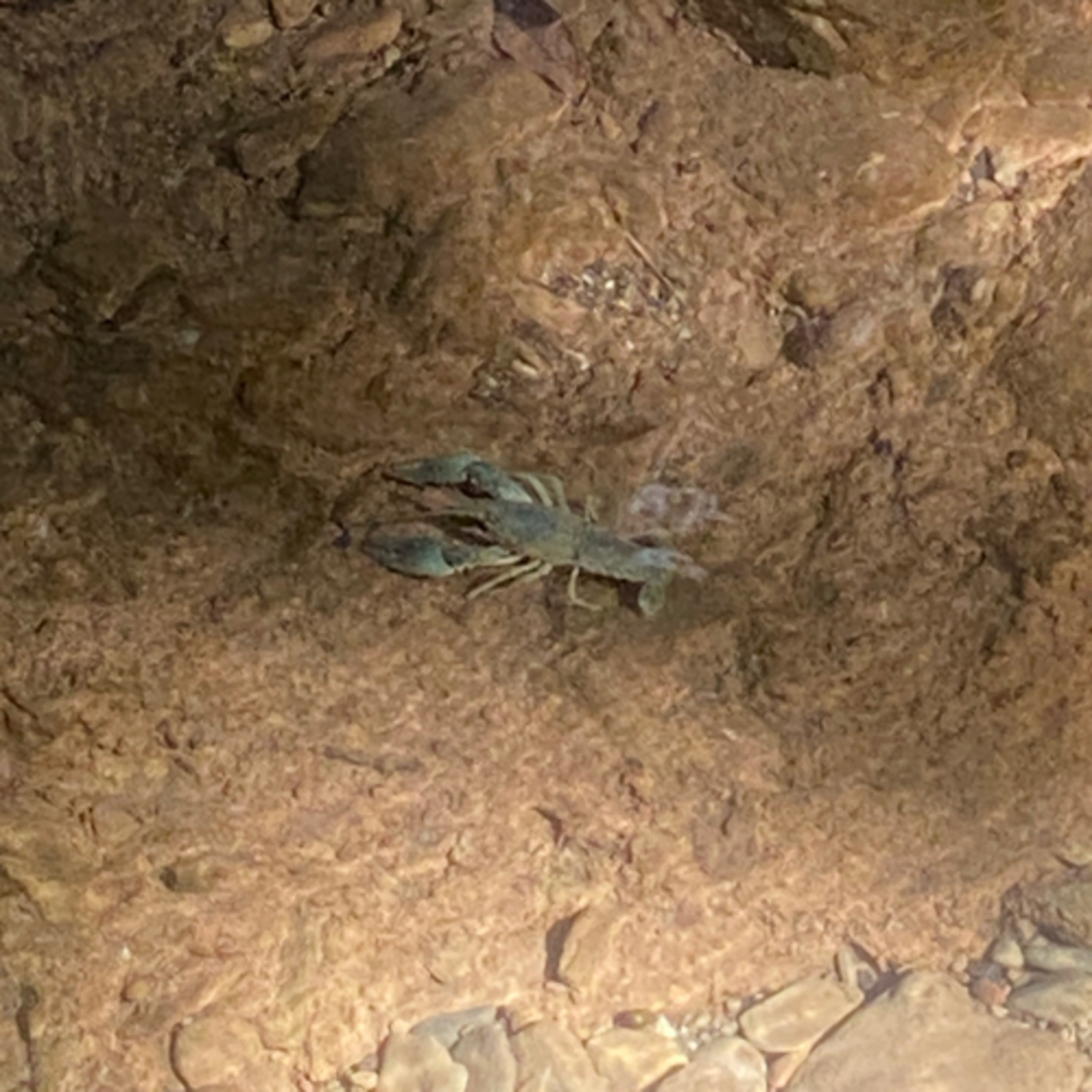 The Bling Show — The anti-eBay Show