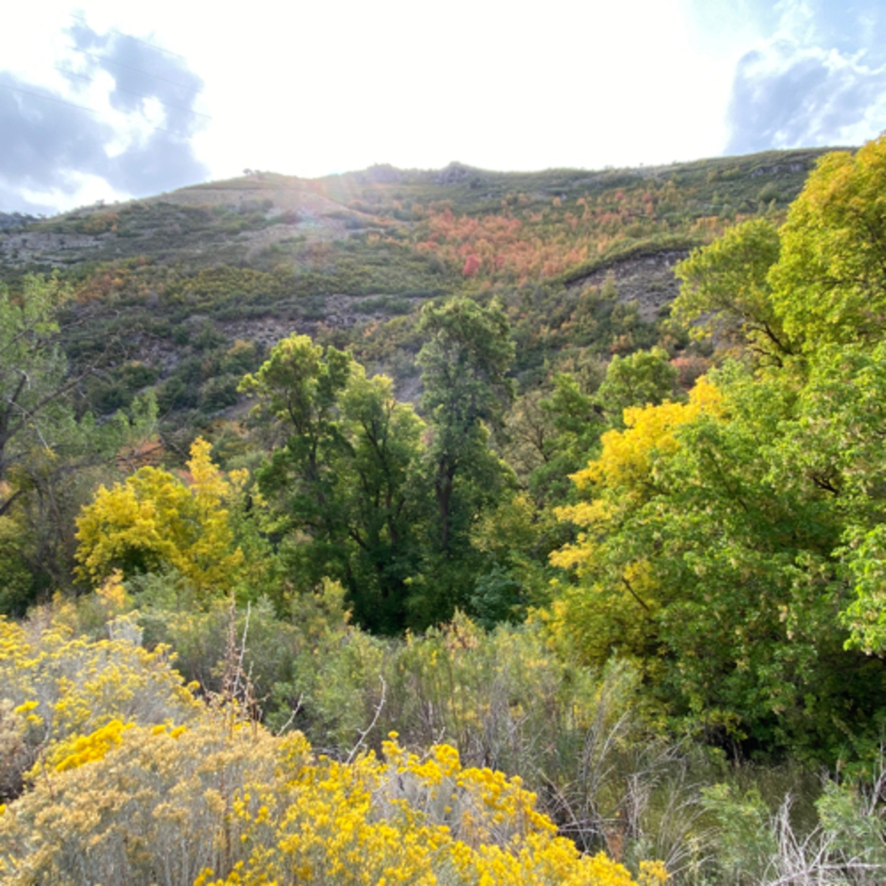 The Bling Show — The anti-eBay Show