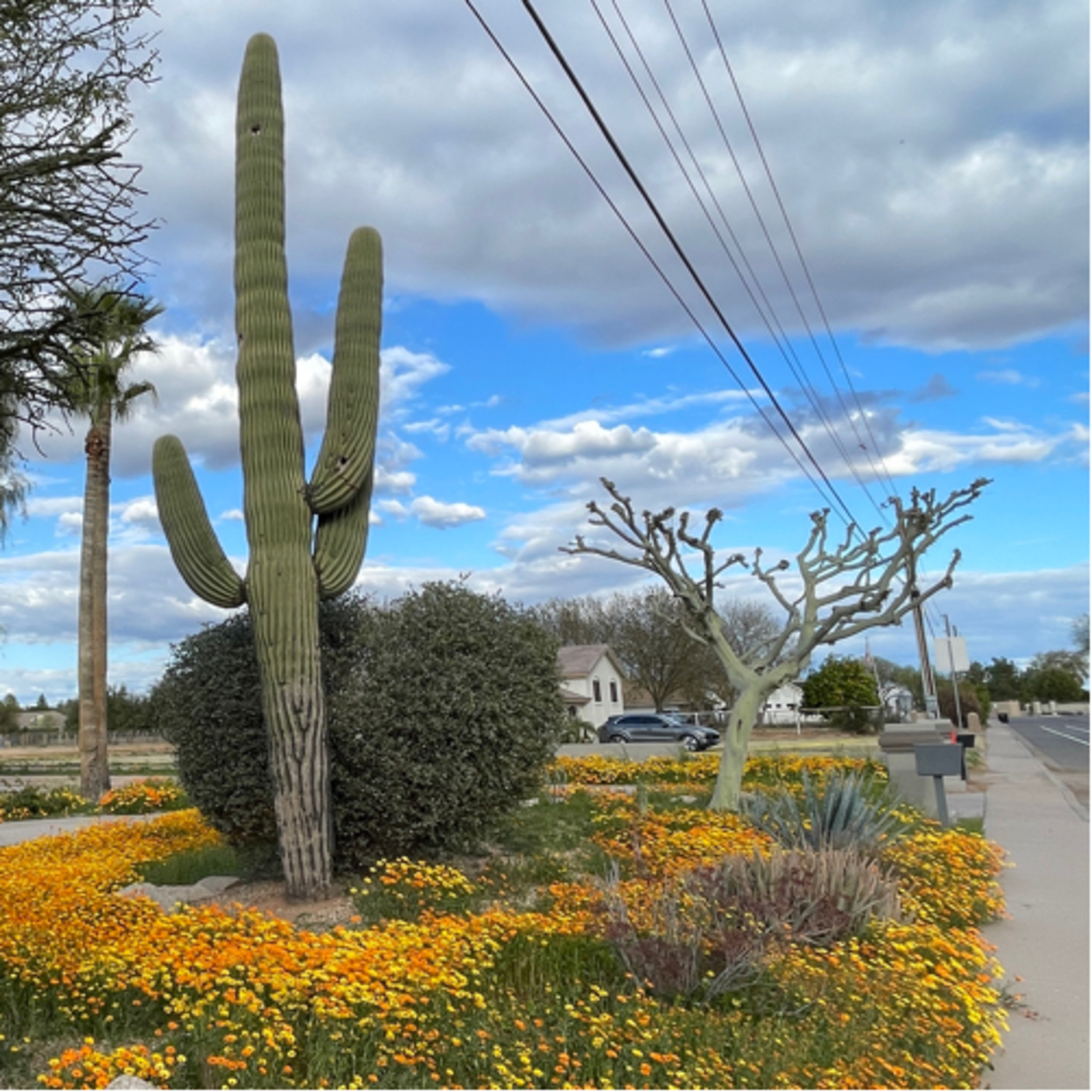 Cat Punt Kick Americans Telling Stories Via English Accents Sick In Arizona Photos iPhone Etiquette episode artwork