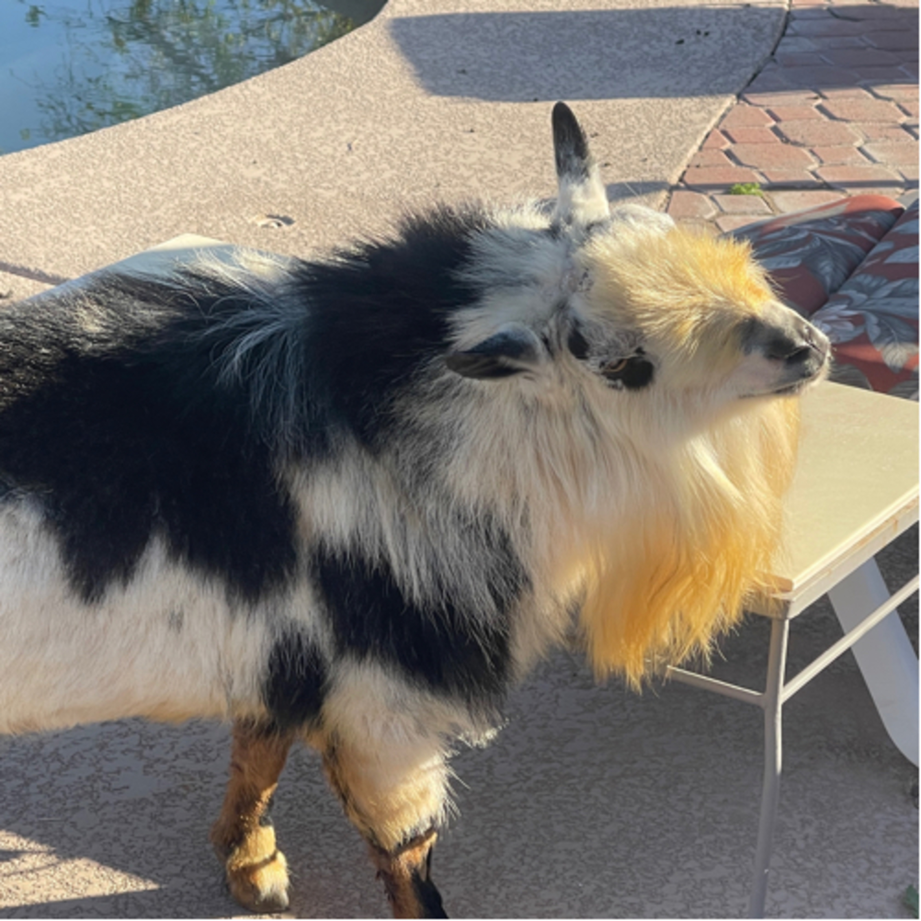 Goat Coffee 🐐 ☕️ Police Criminal Records Employment Utah Arizona Family Roles Lawyers Who Lie For $$ episode artwork