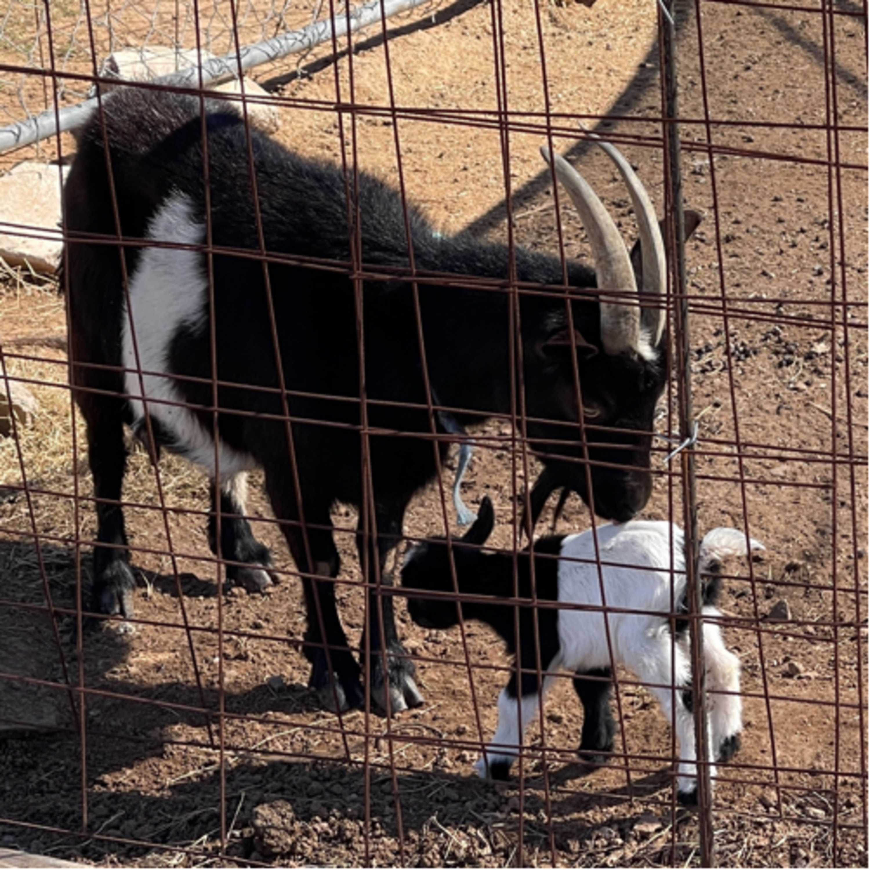 Pit Viper Goat Farm How To Tell When Goats Are Pregnant Differences Between Good Goats & BAD Goats 🐐 episode artwork