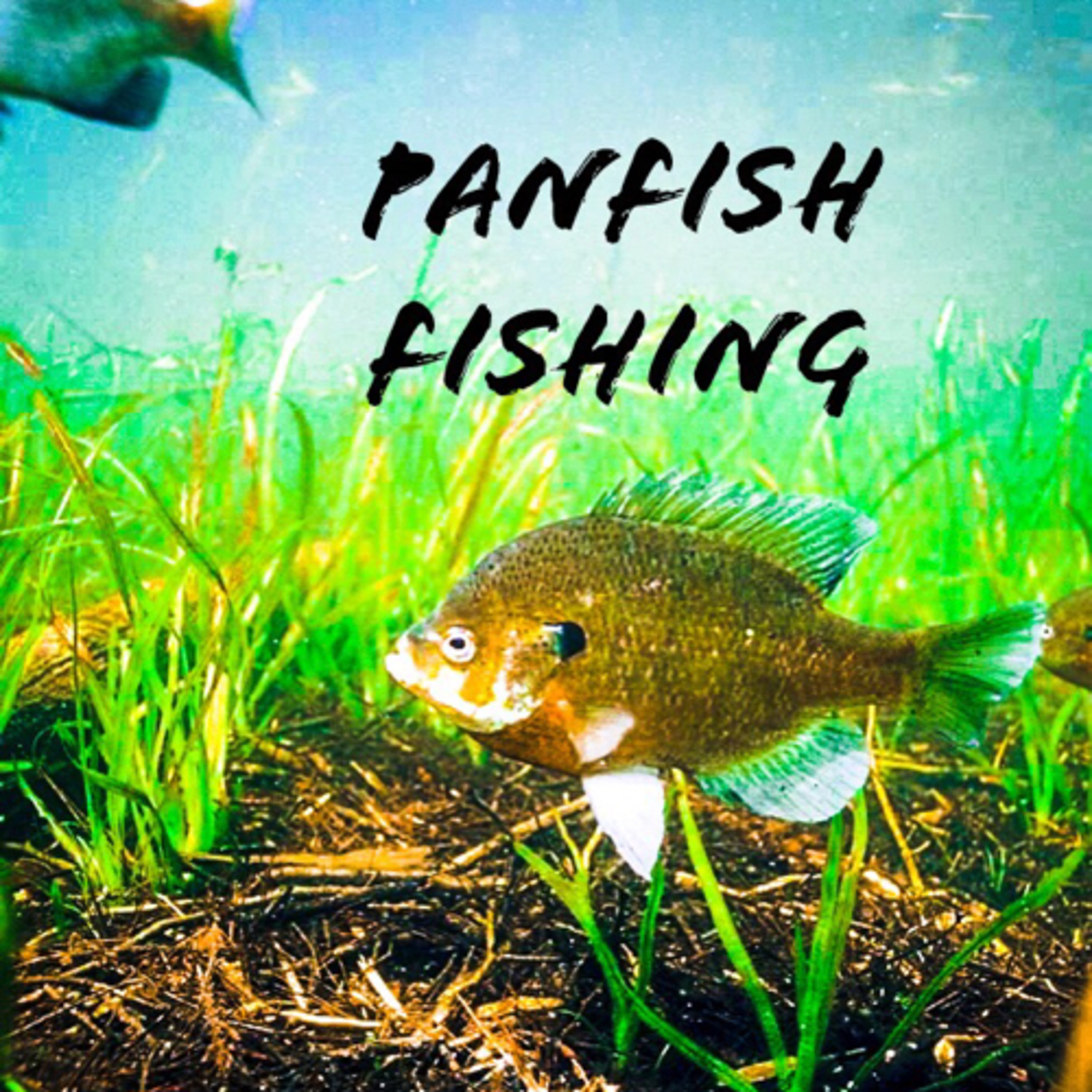 Panfish  episode artwork