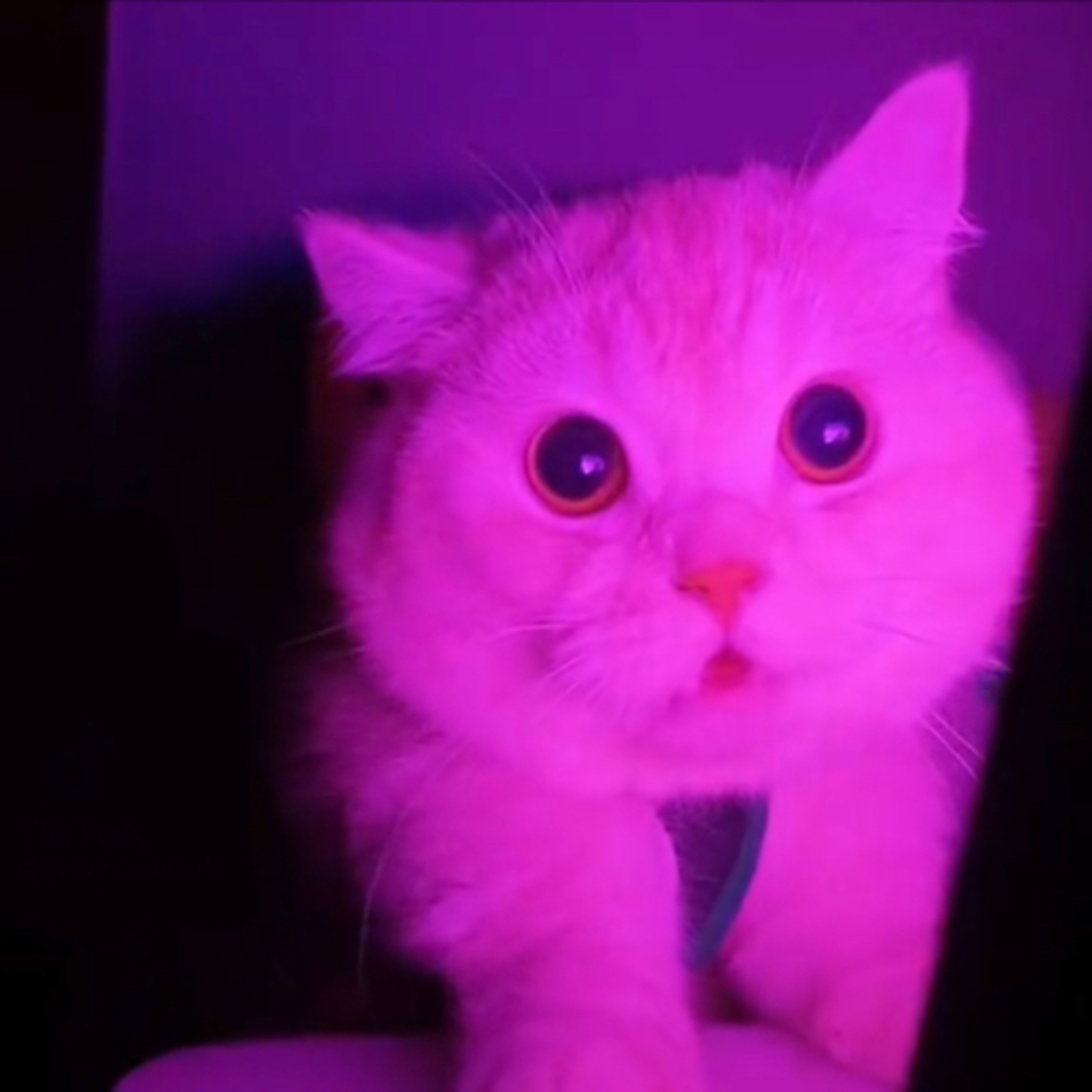 Goggles Splatoon Podcast