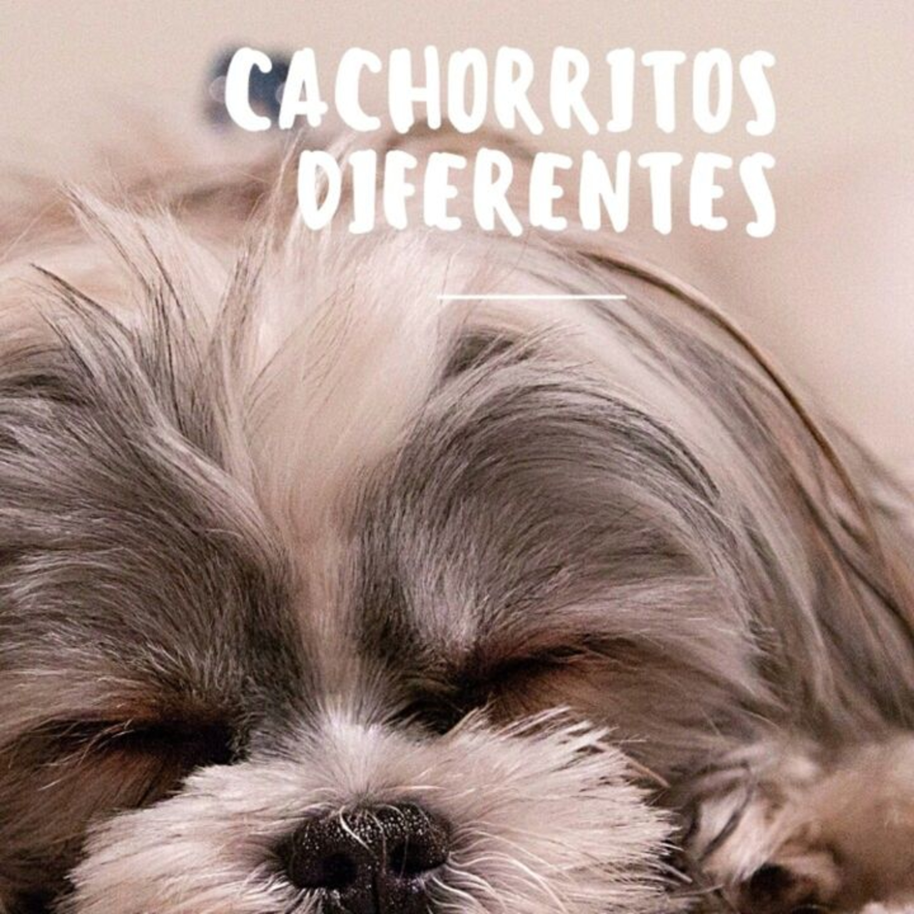 Historias Mágicas y Más