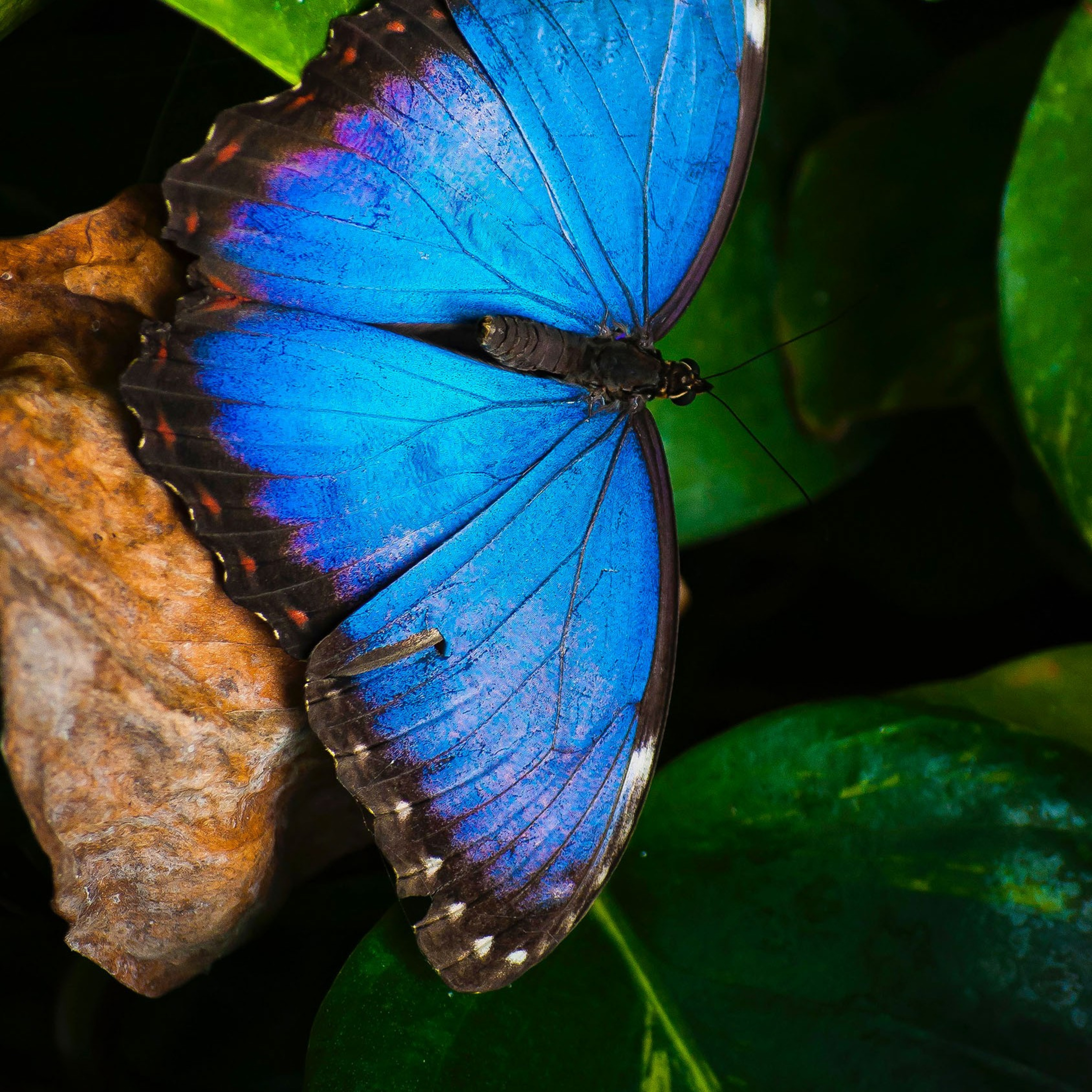 Chinese ? Taiwanese ?🌙🌺 🦋🦩🌷⭐