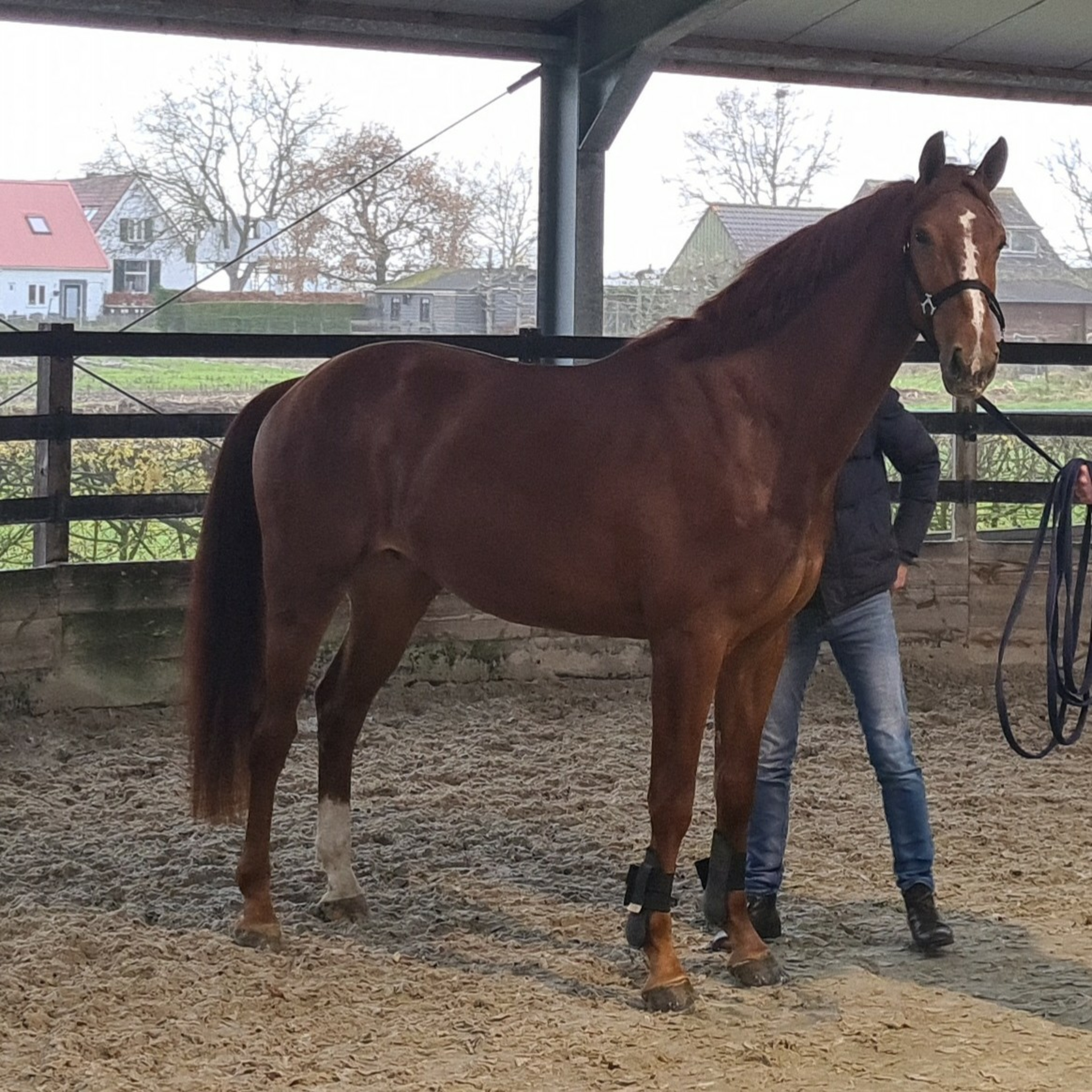 De Paardenkantine