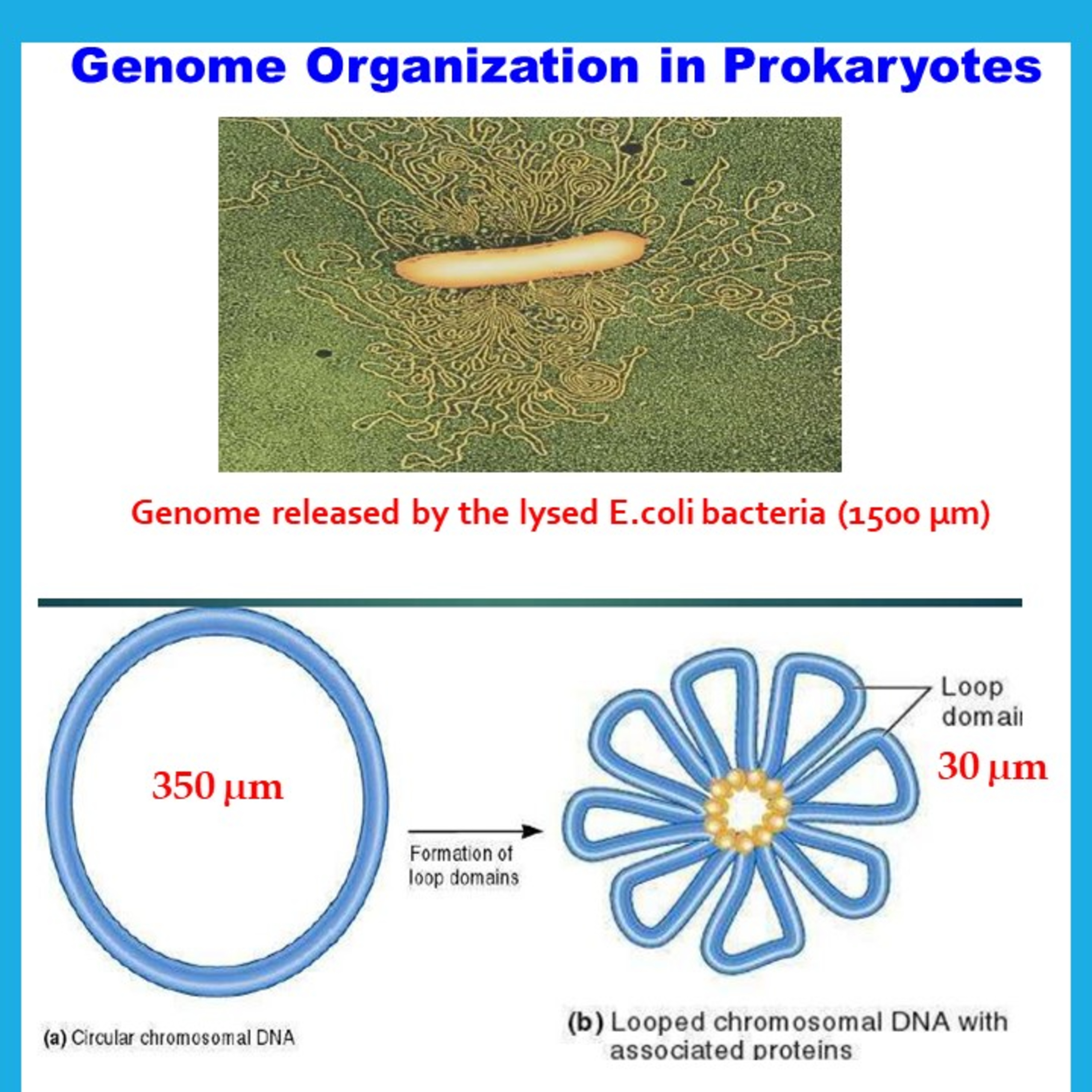 Genome Organization in Prokaryotes