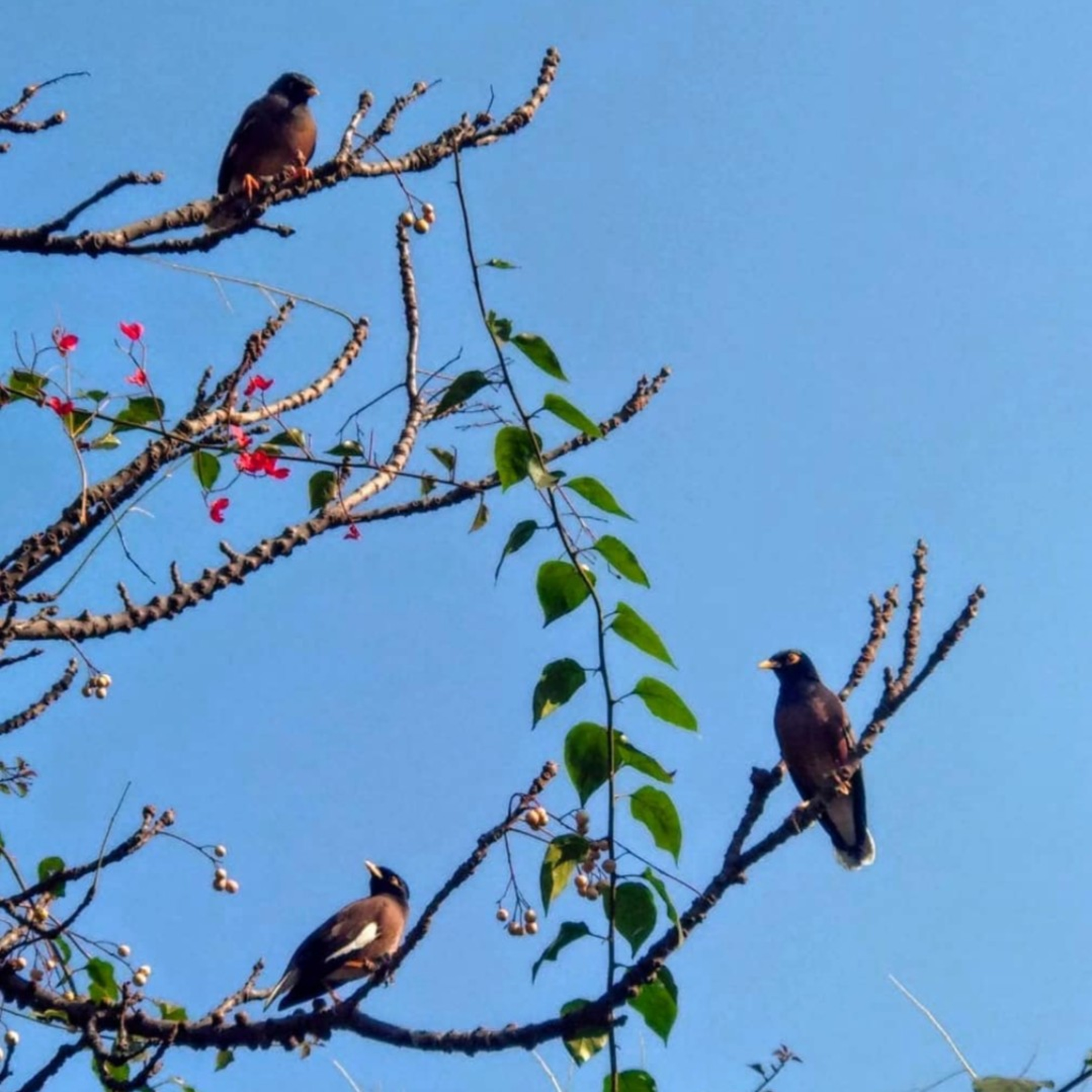 प्रकृति के रंग