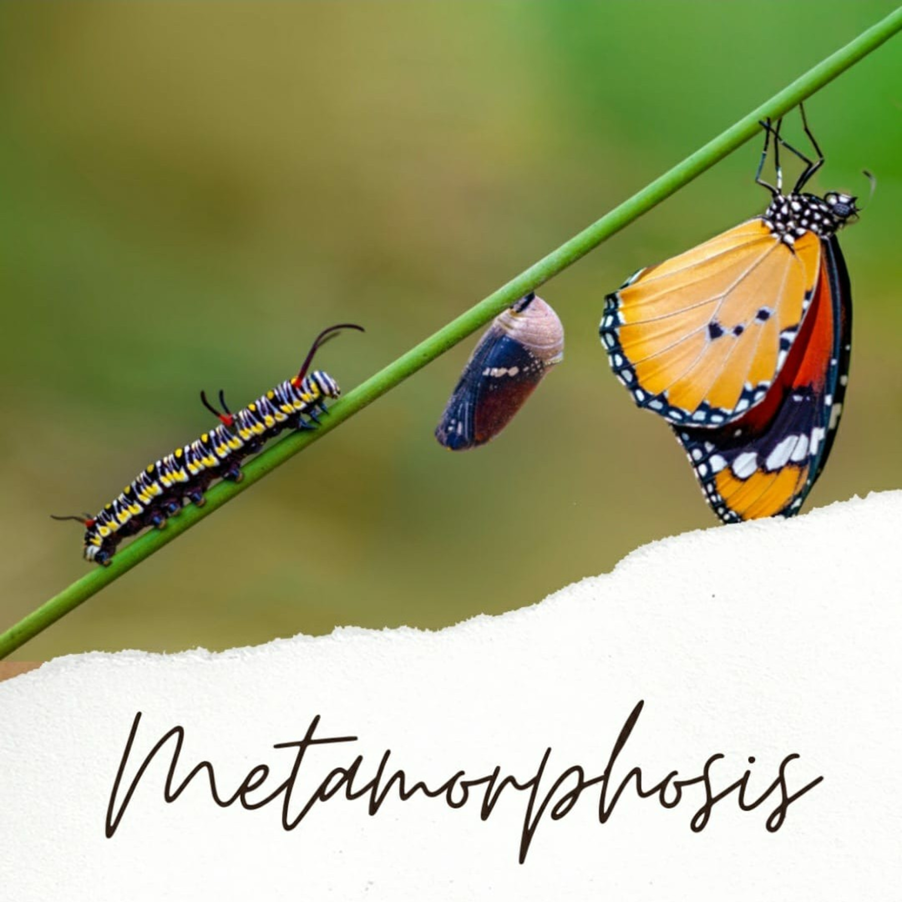 Metamorphosis episode artwork
