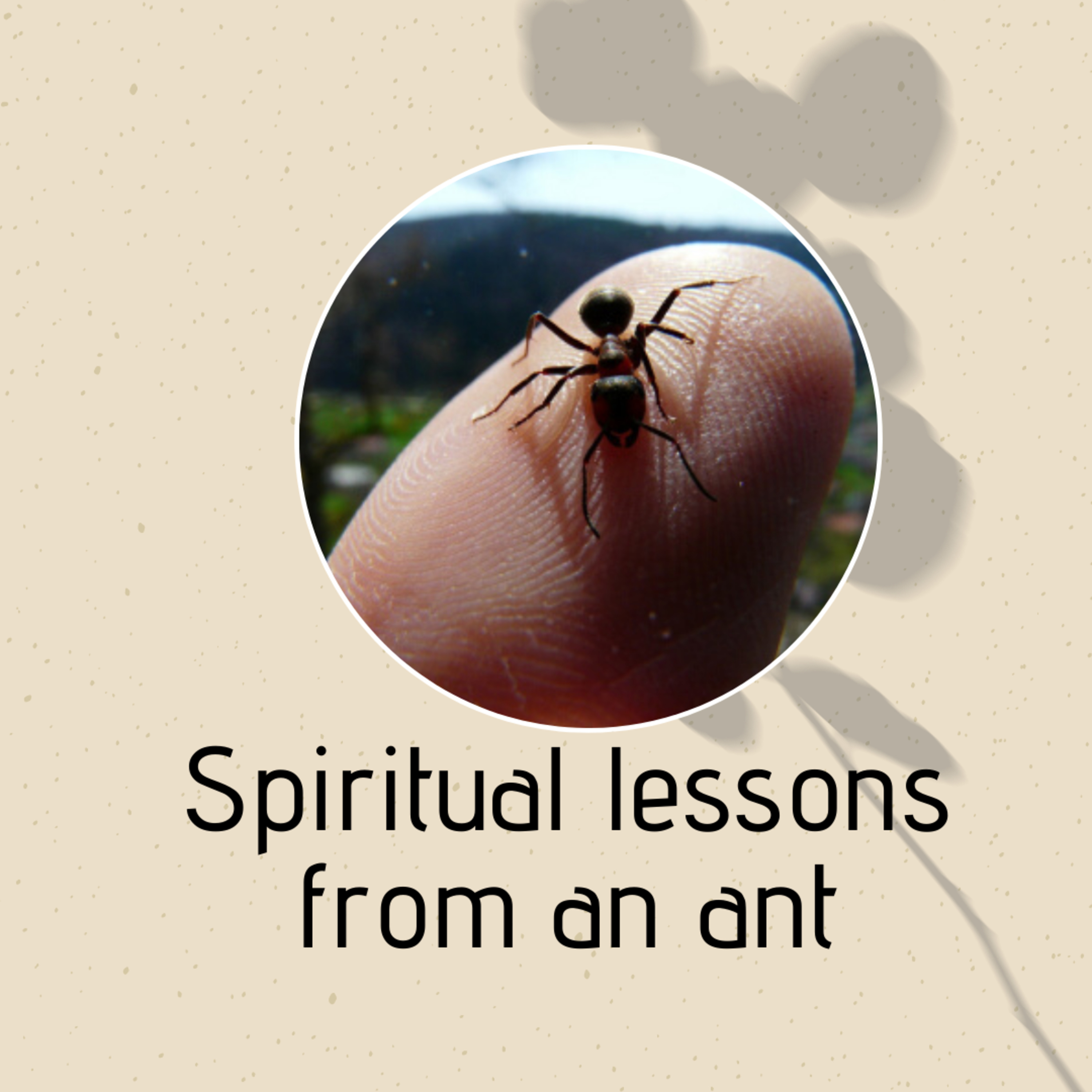 Spiritual lessons from an ant episode artwork