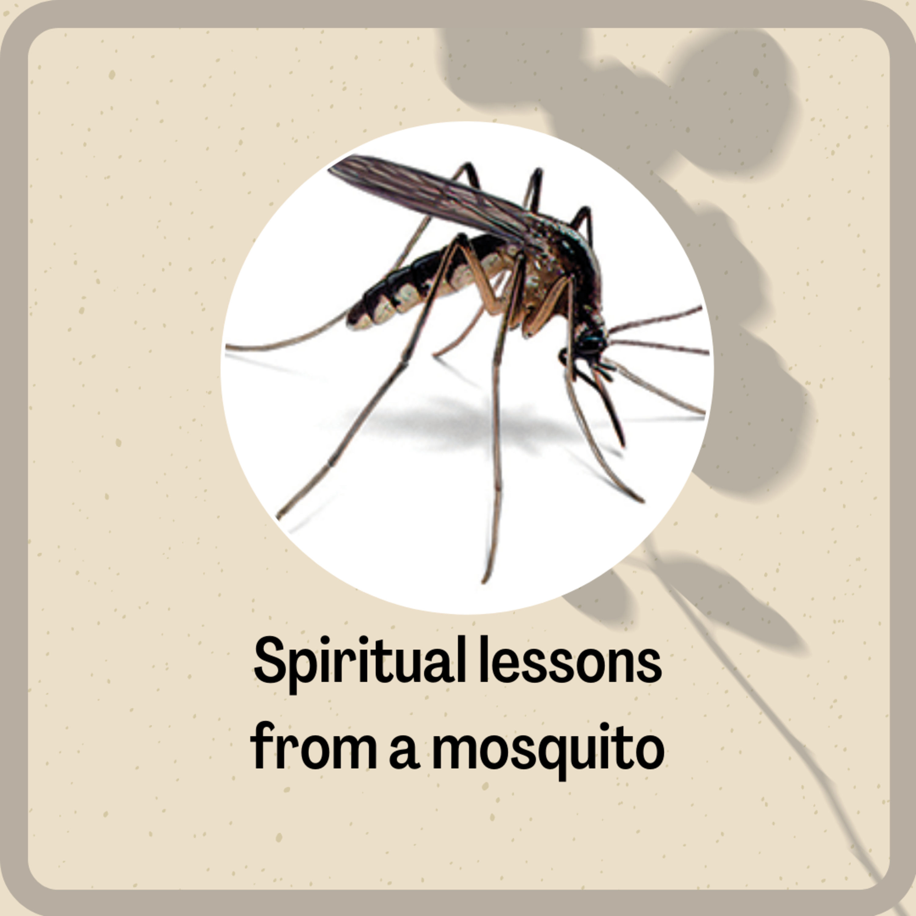 Spiritual lessons from a mosquito  episode artwork