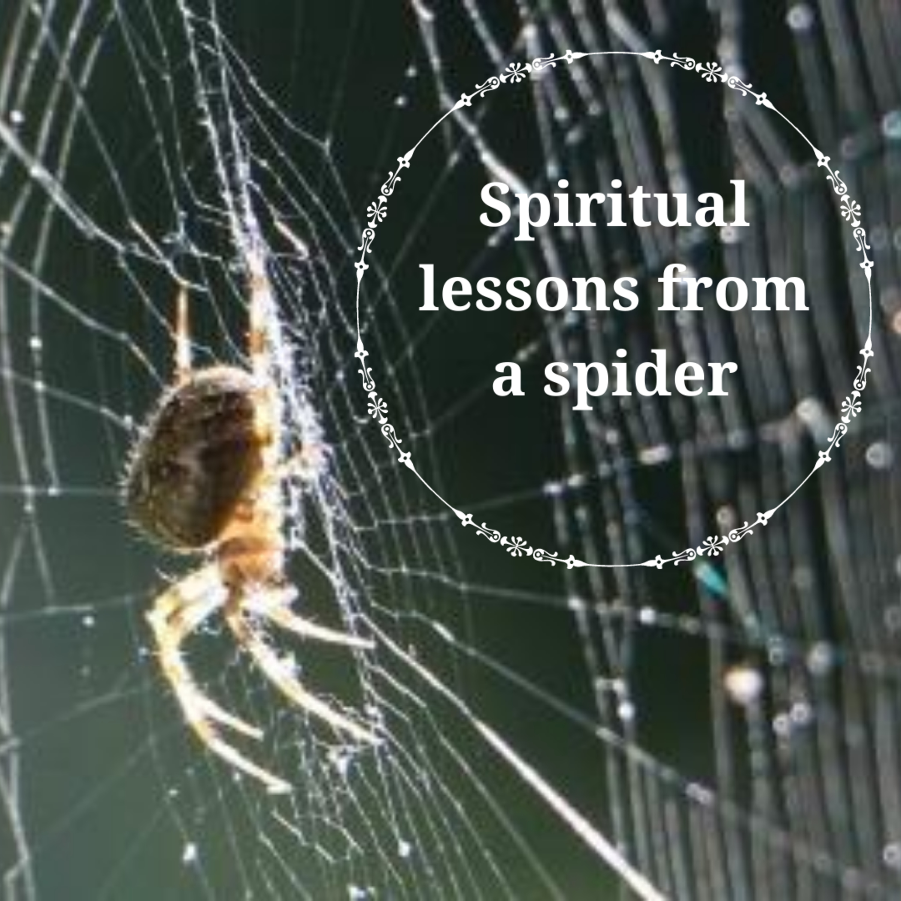 Spiritual lessons from a spider episode artwork