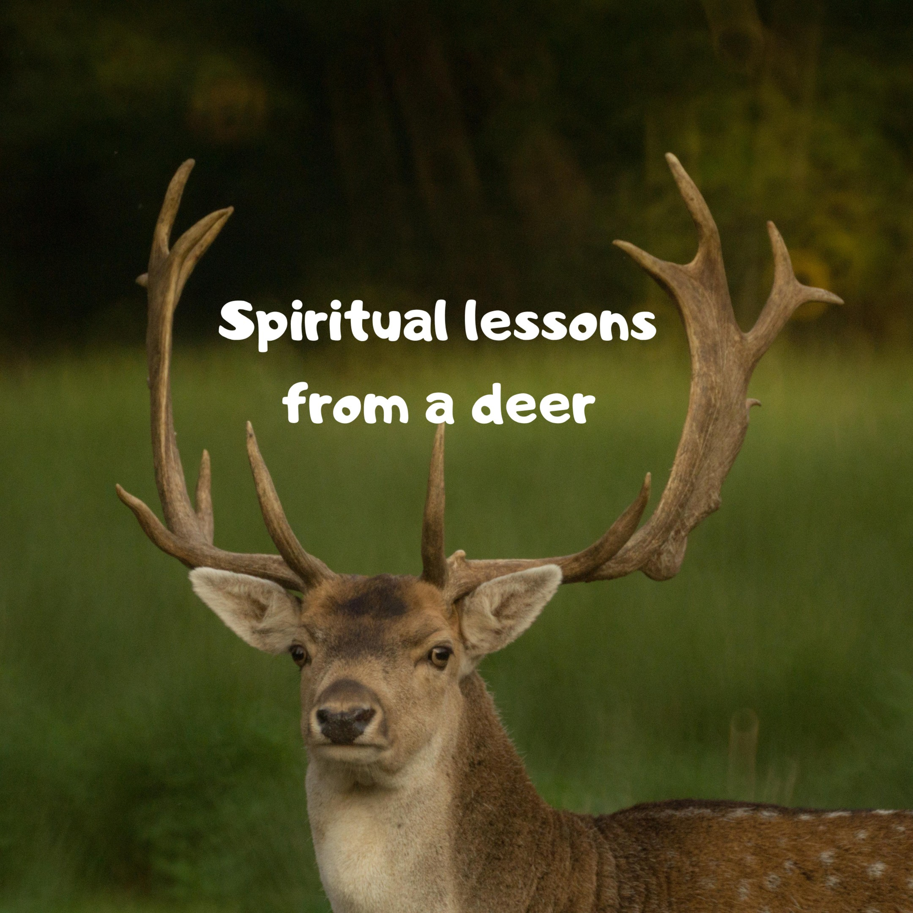Spiritual lessons from a deer episode artwork