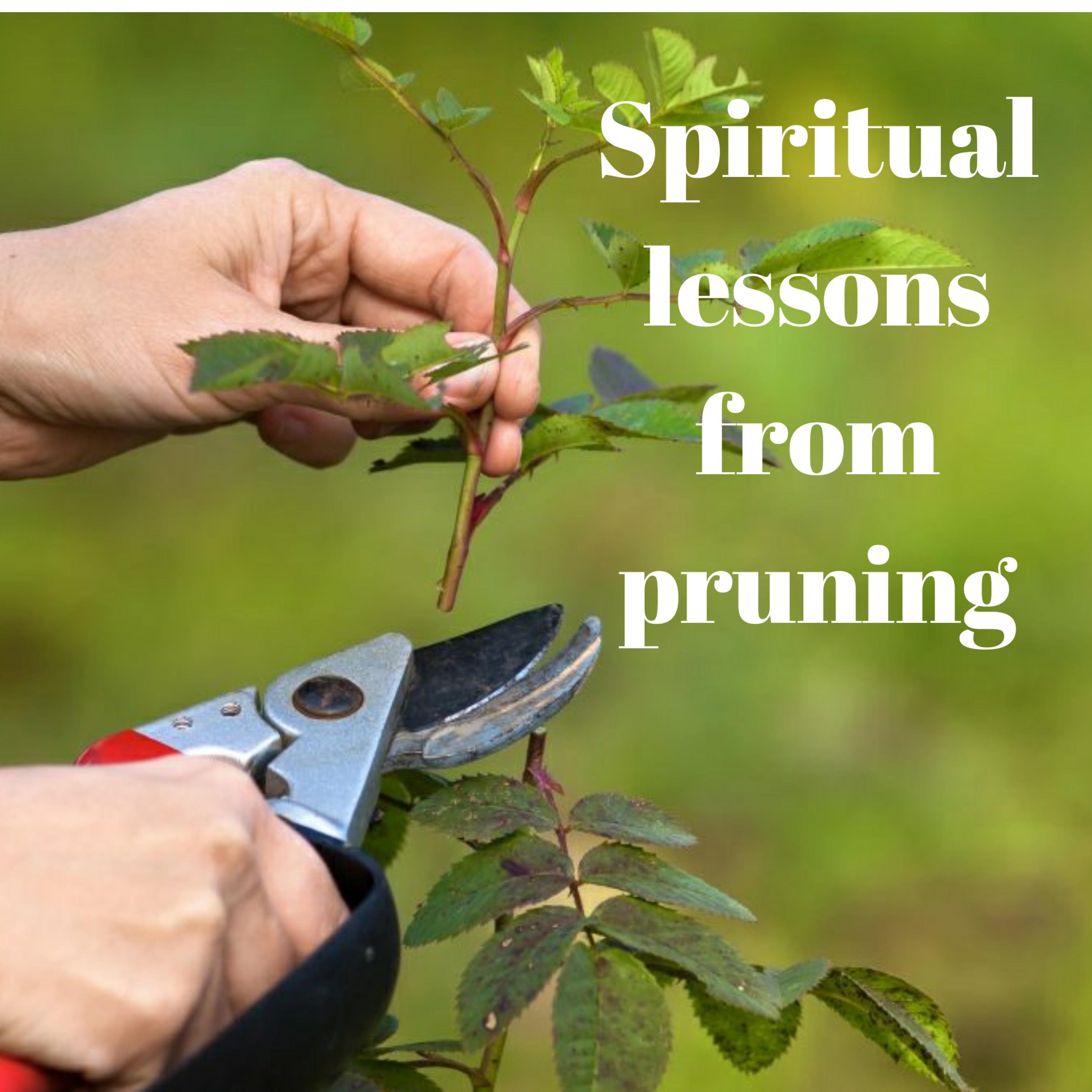 Spiritual lessons from pruning. episode artwork
