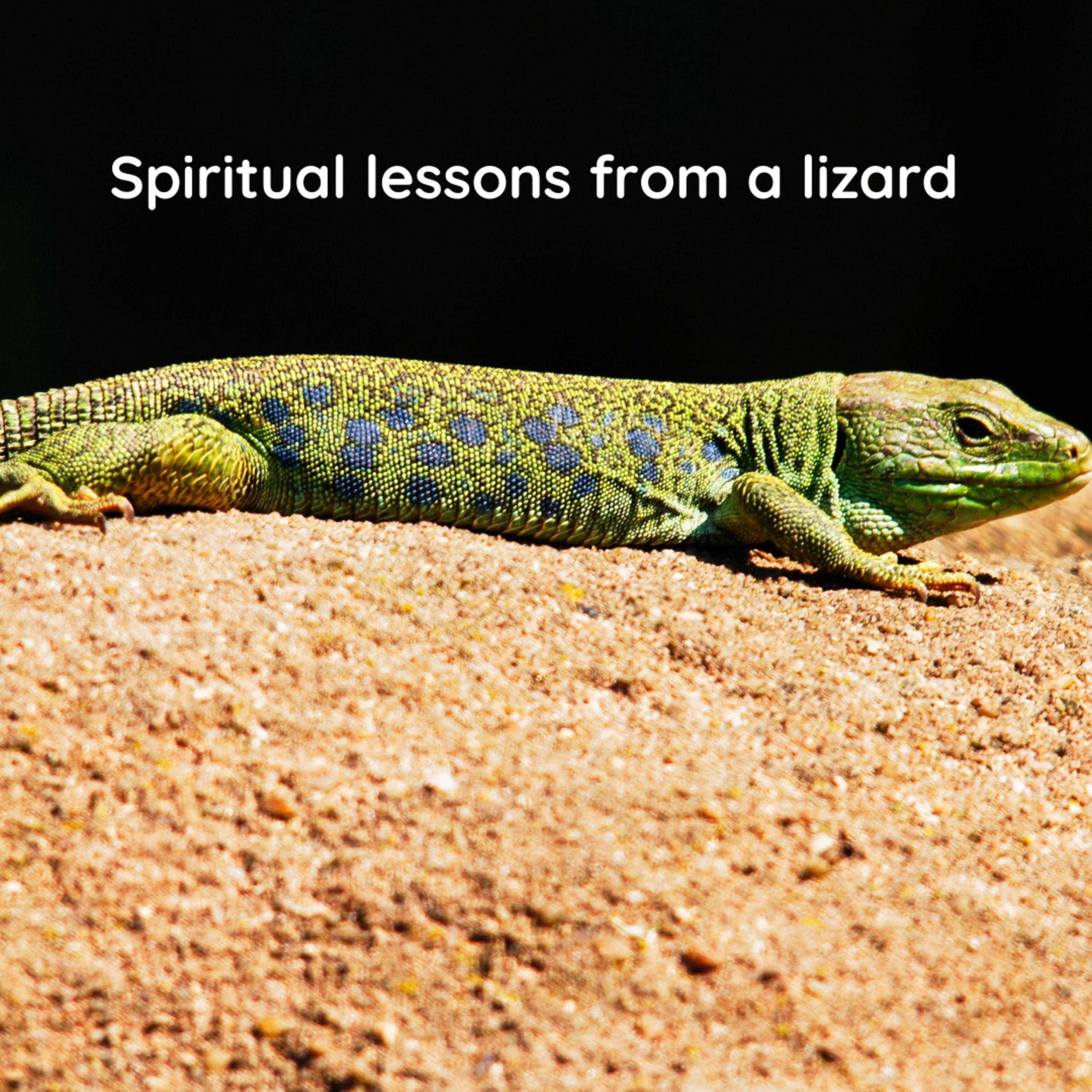 Spiritual lessons from a lizard episode artwork