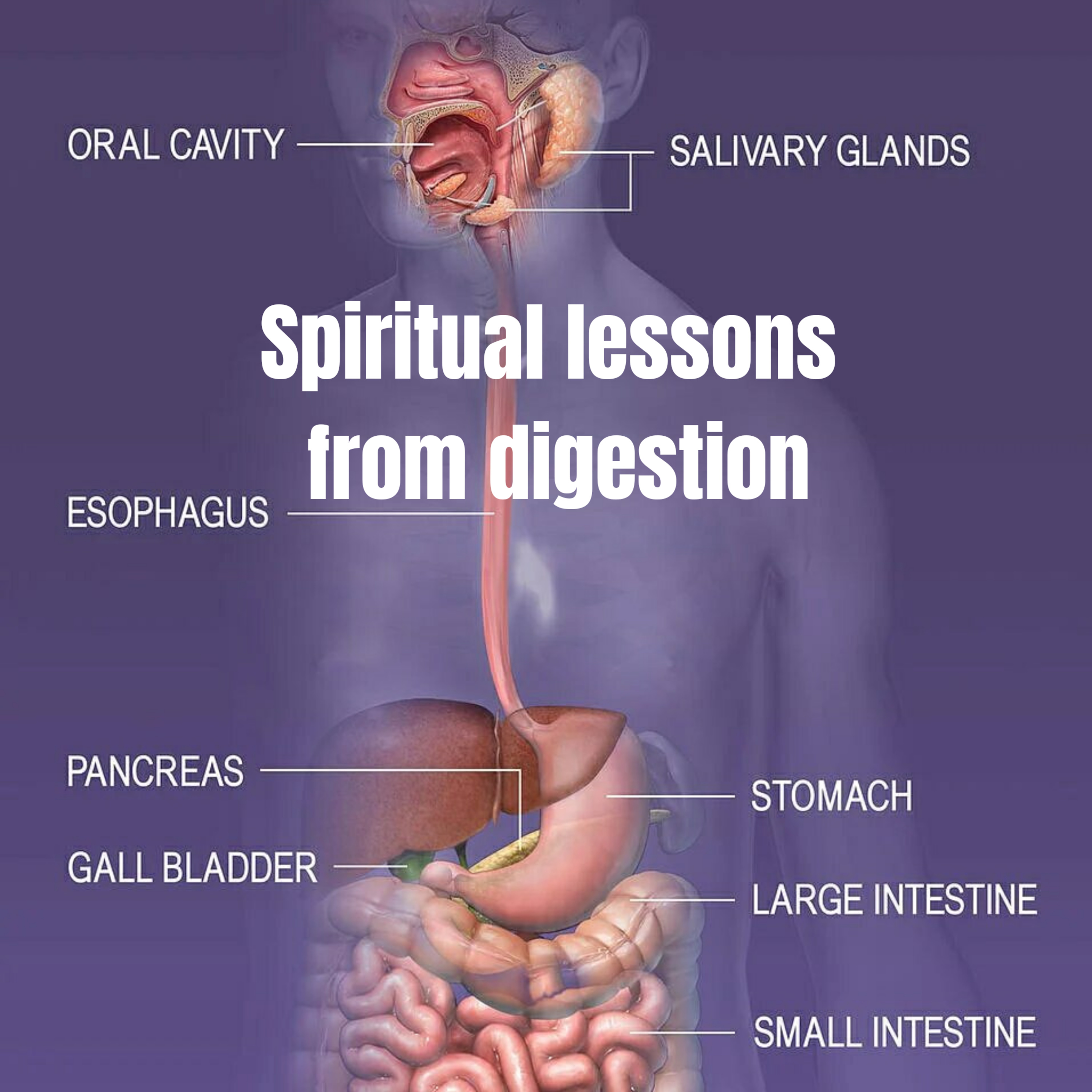 Spiritual lessons from digestion episode artwork