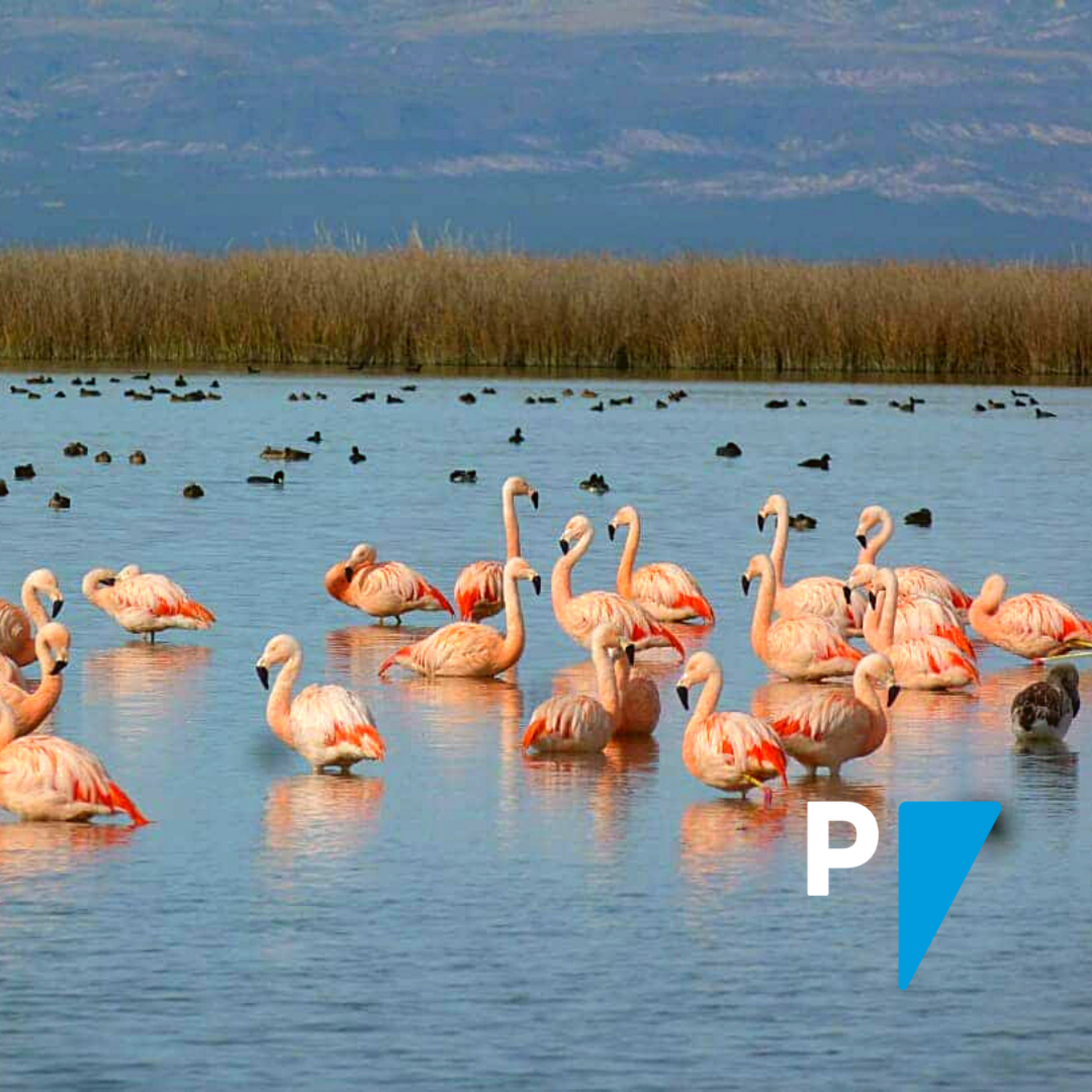 Portada de Portal Argentina