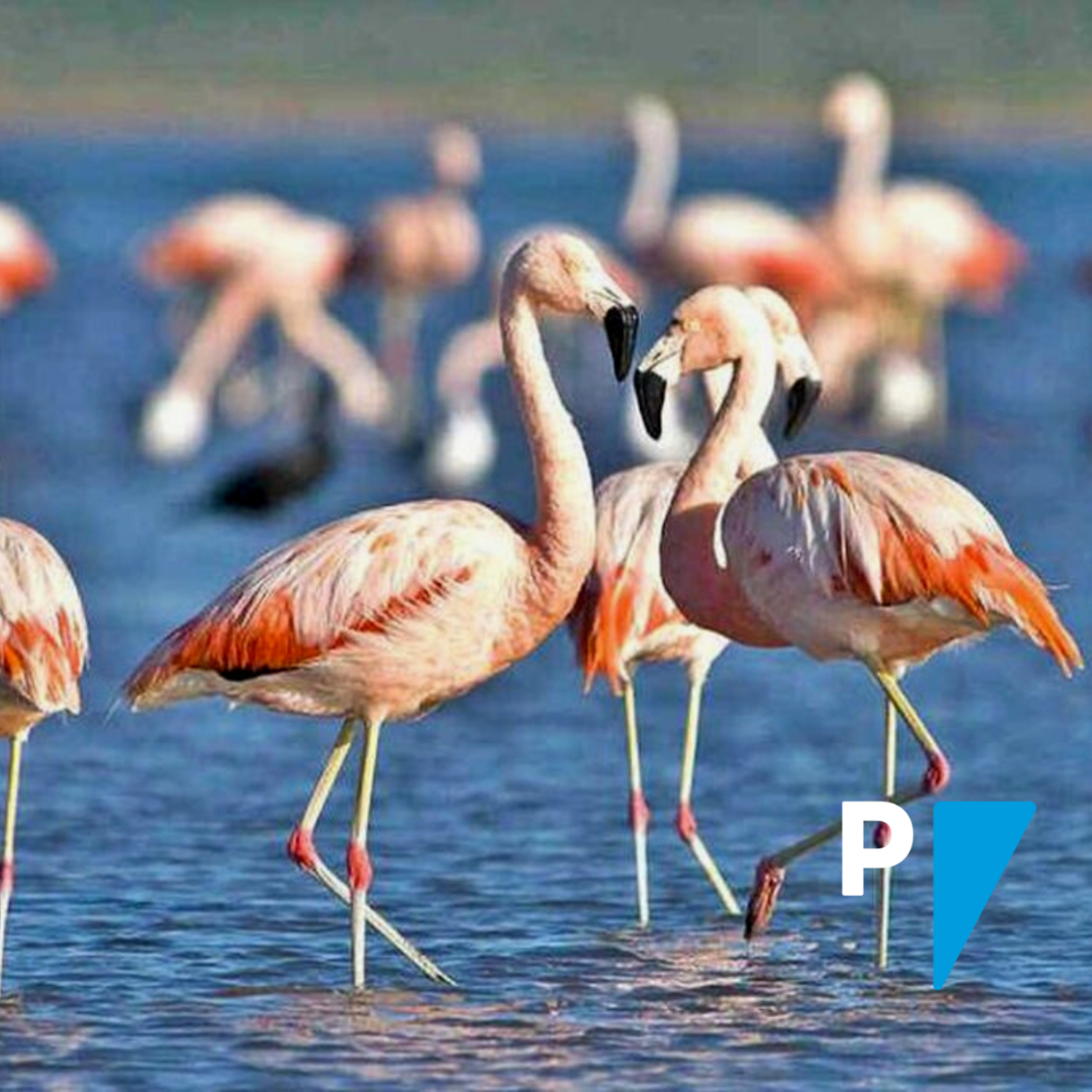 Portal Argentina