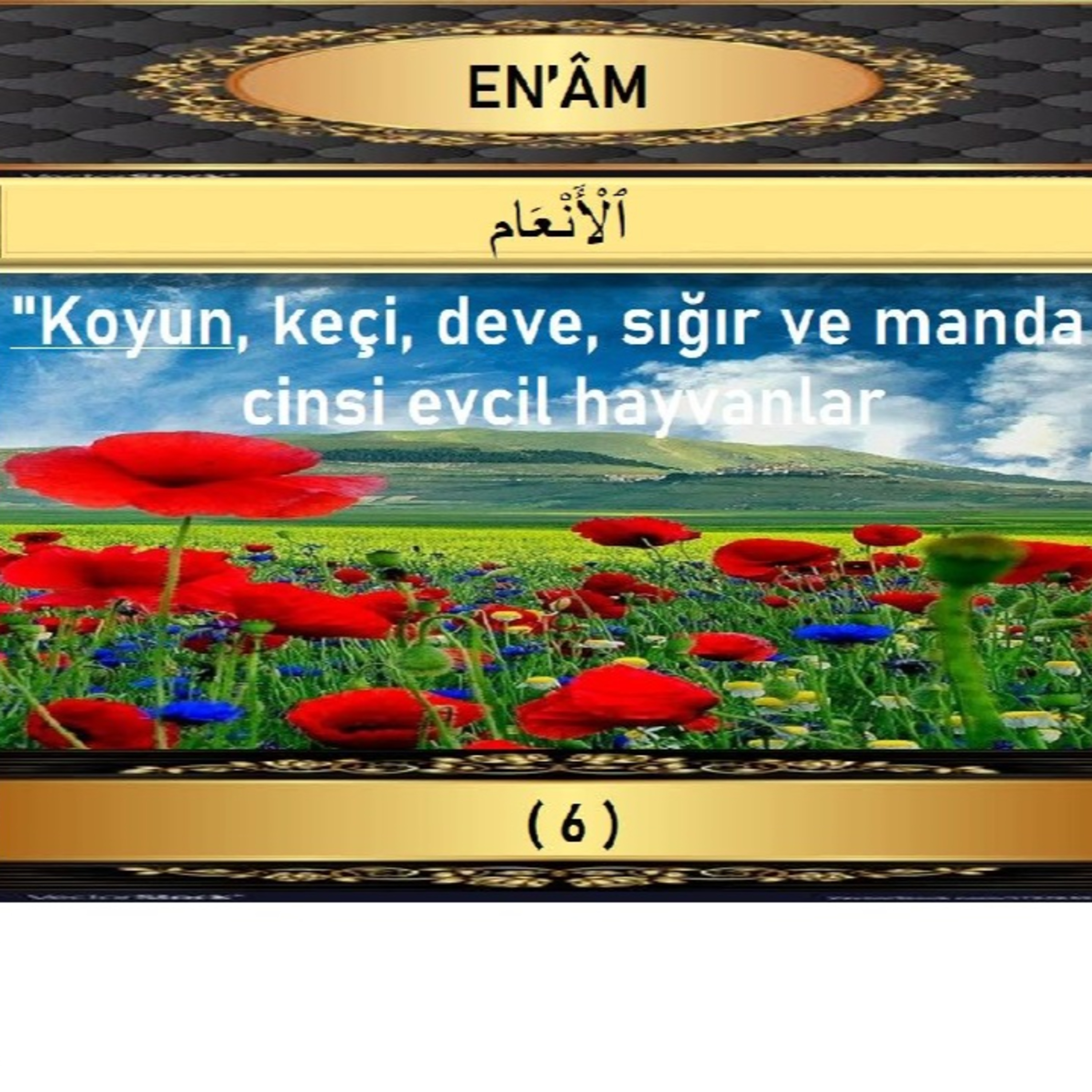 06. Enam Suresi - Yaşar Nuri Öztürk Sesi ve Meali ile (2001) episode artwork