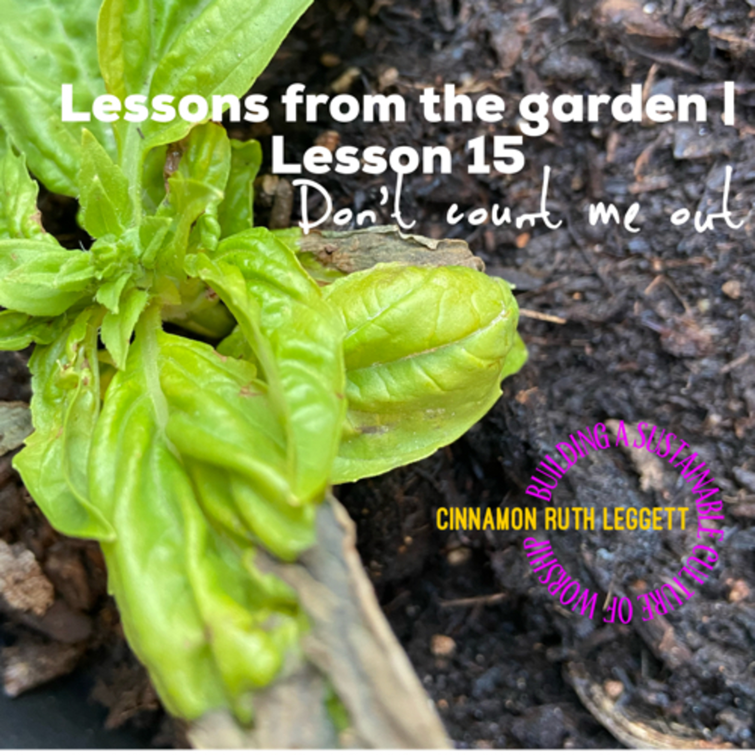 Lessons from the garden | Lesson 15 ...”Don’t Count Me Out”