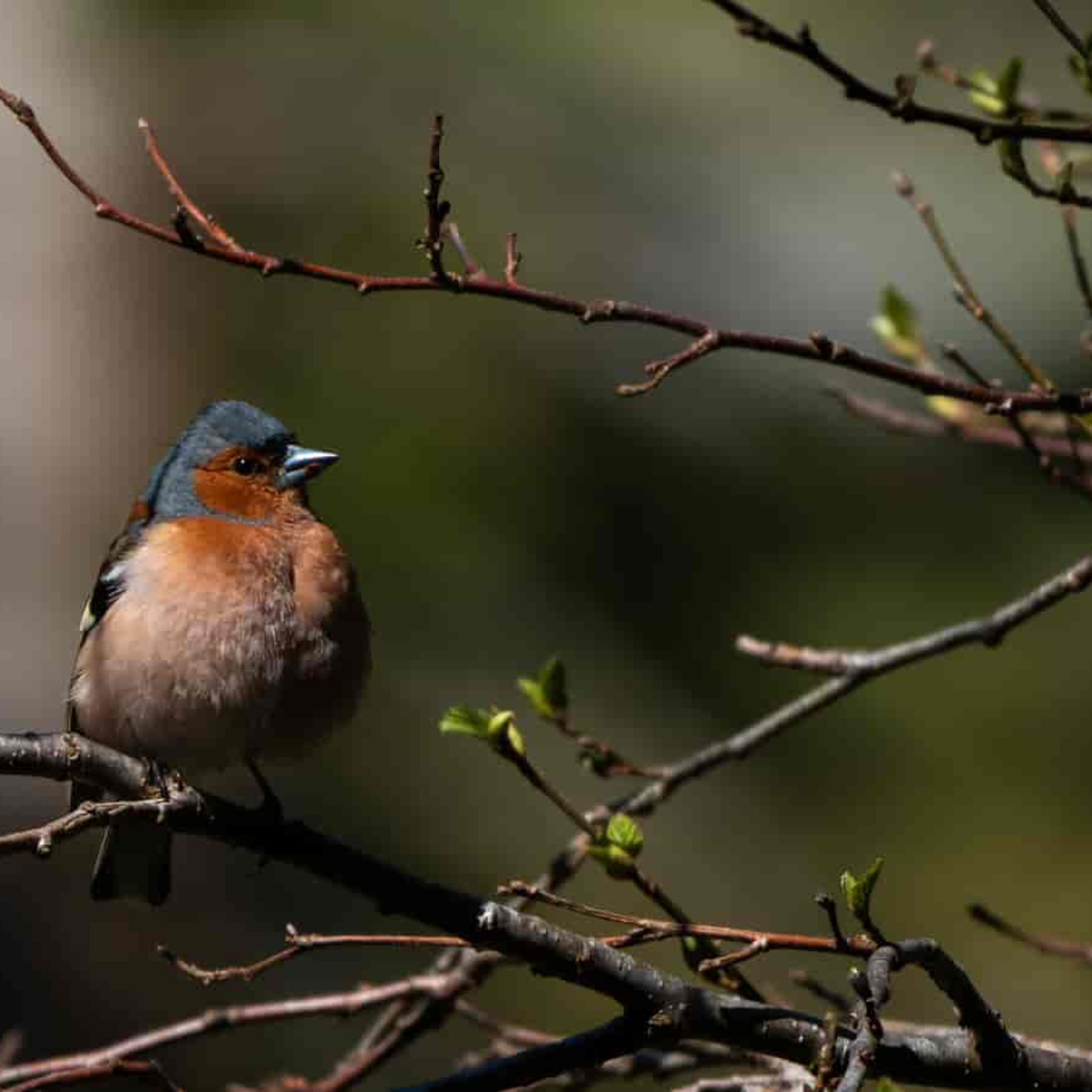 Objekt samling - fugler