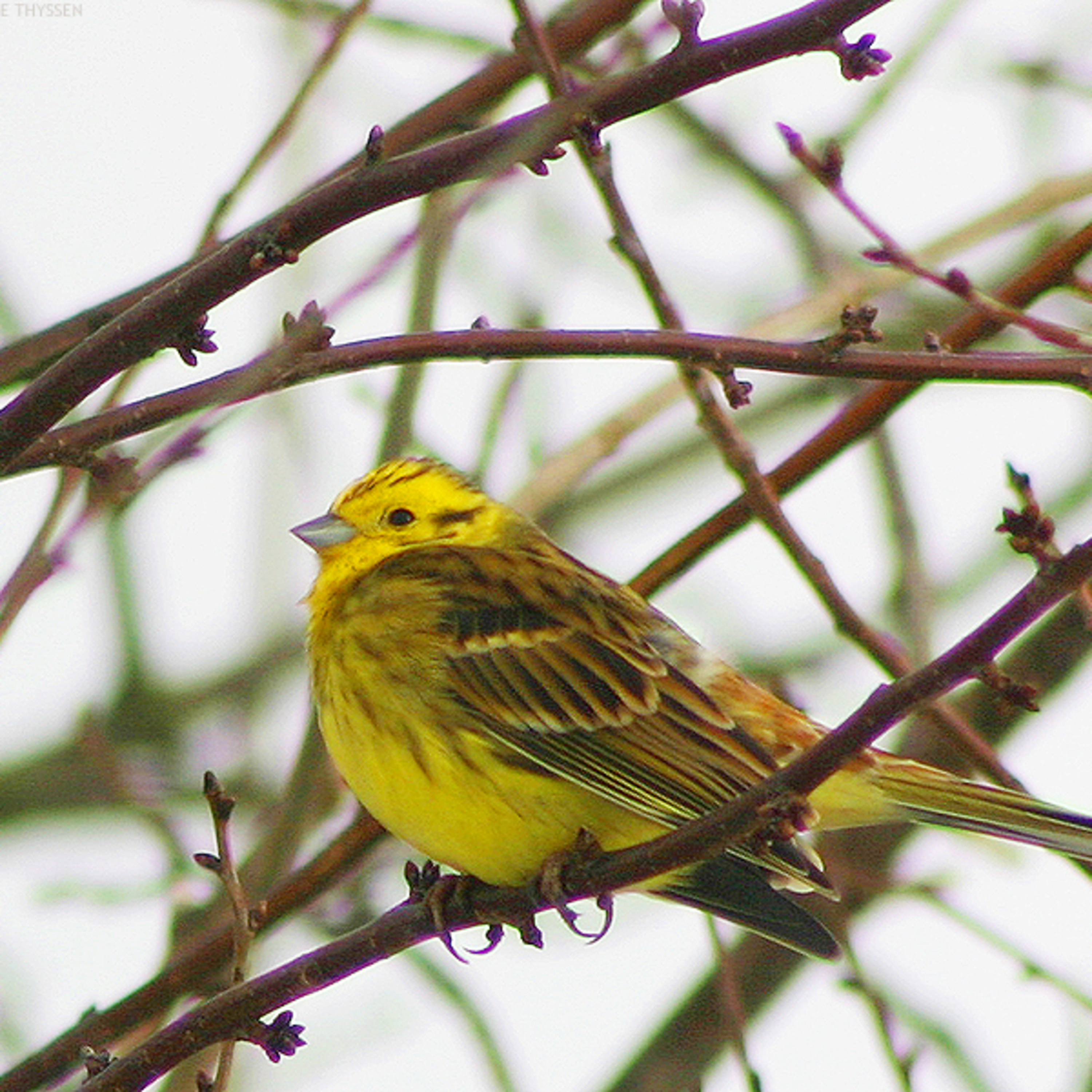 Objekt samling - fugler