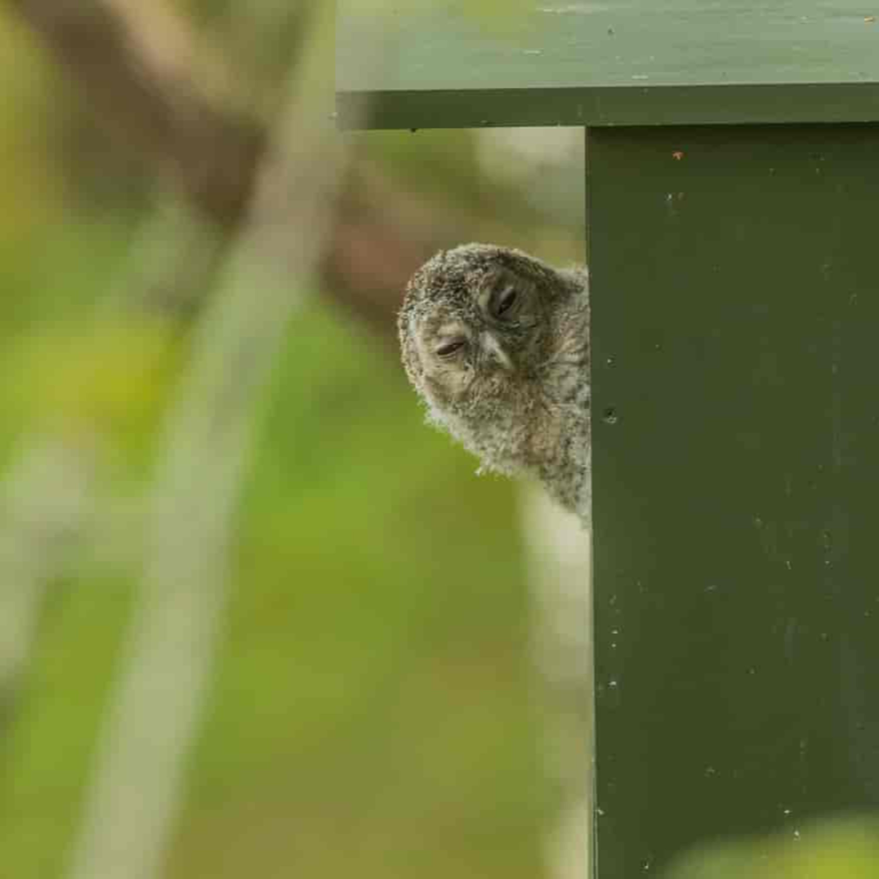 Objekt samling - fugler