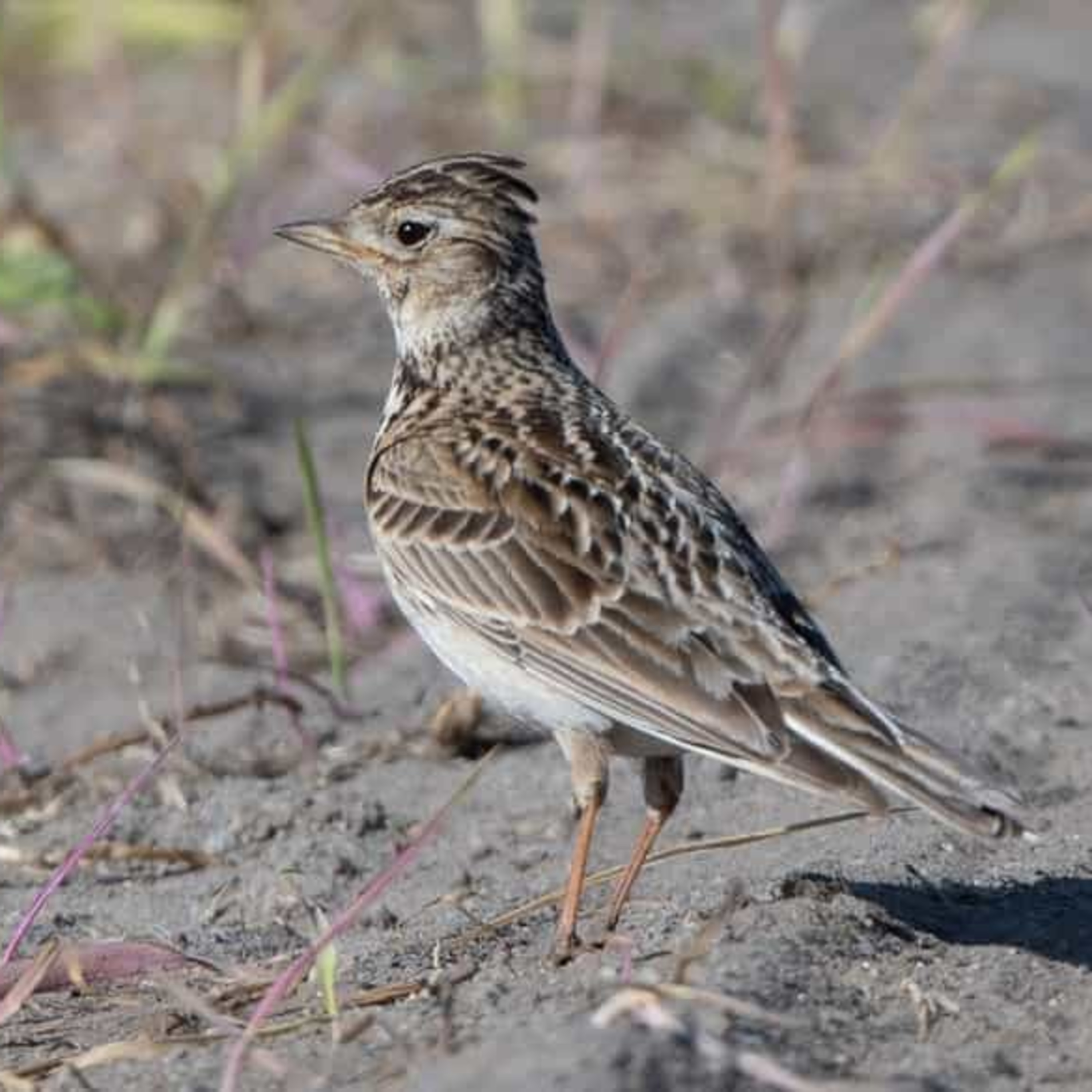 Objekt samling - fugler