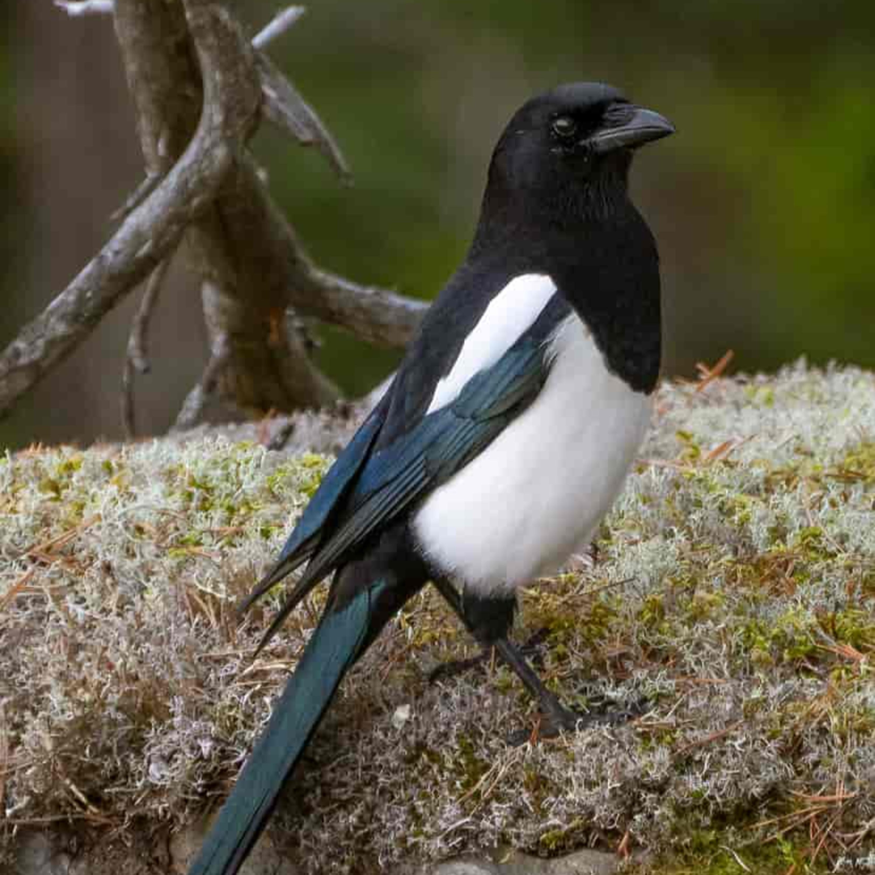 Objekt samling - fugler