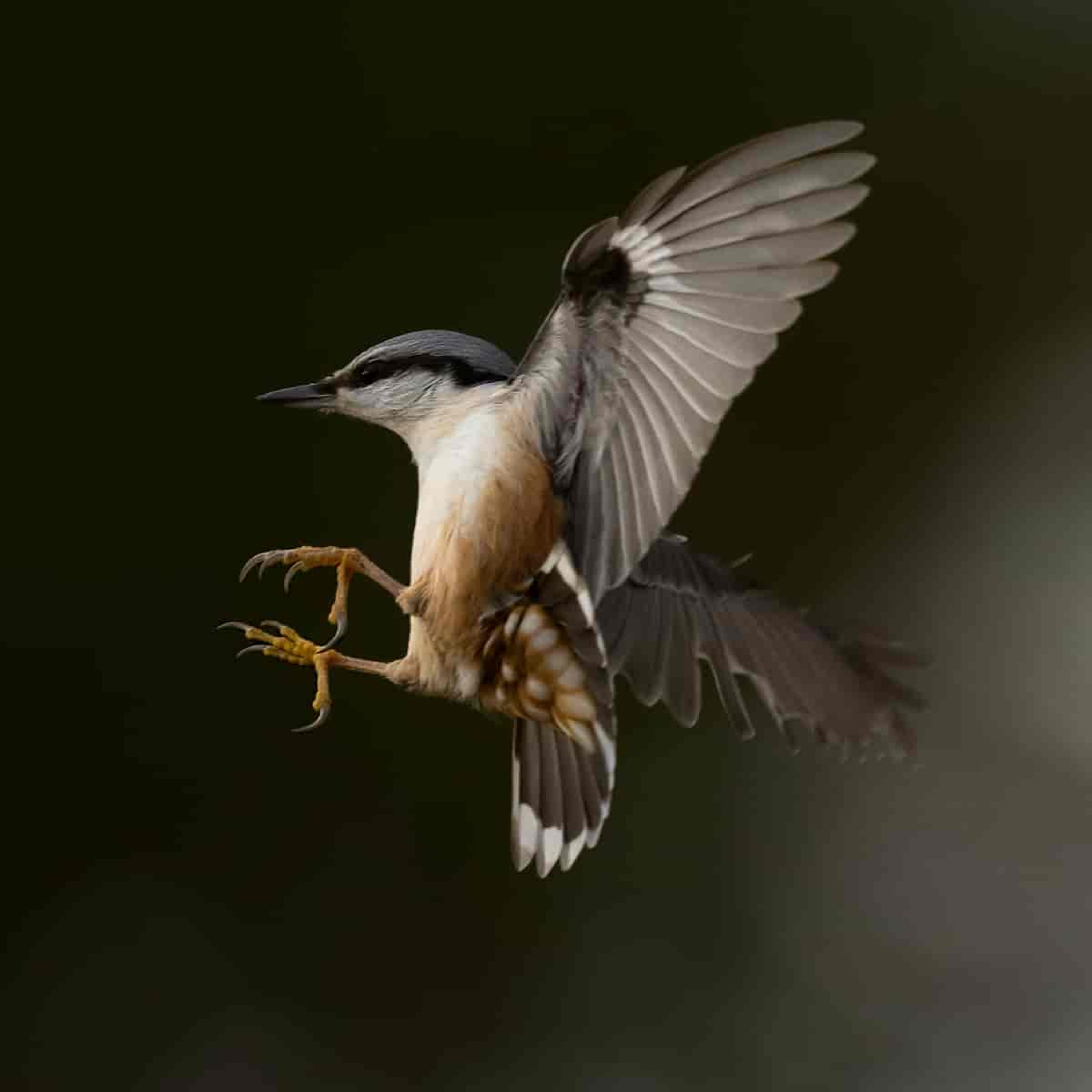 Objekt samling - fugler