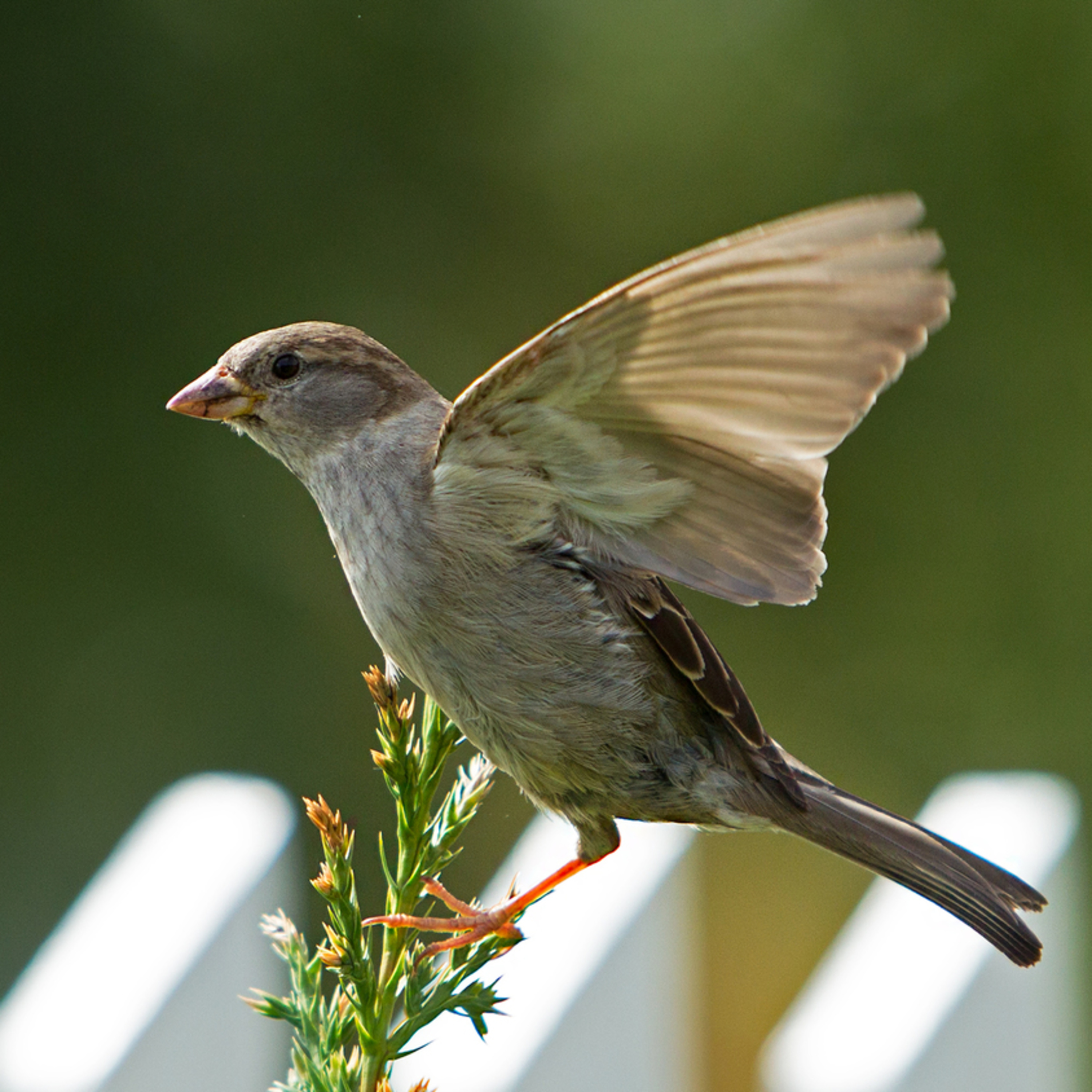 Objekt samling - fugler