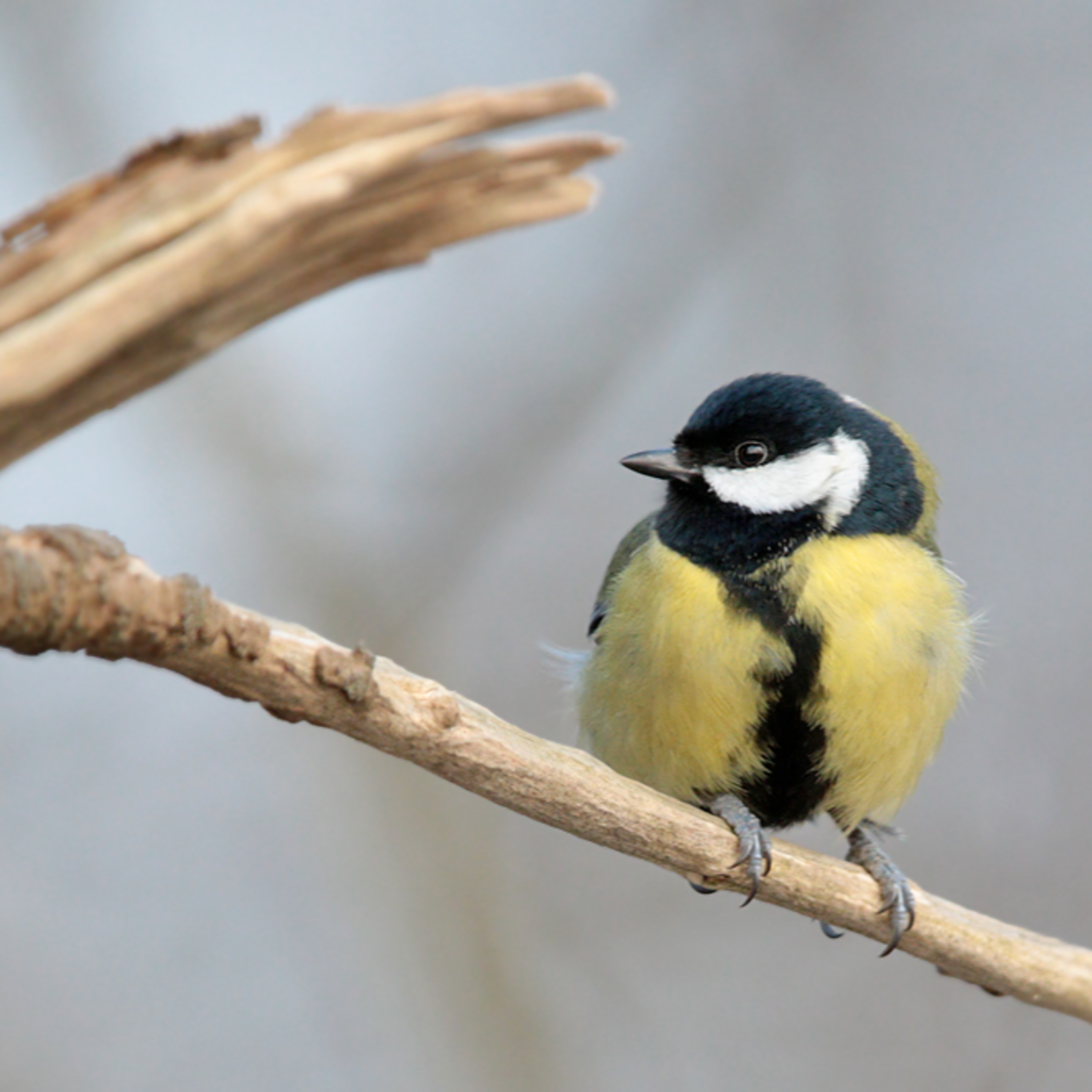 Objekt samling - fugler