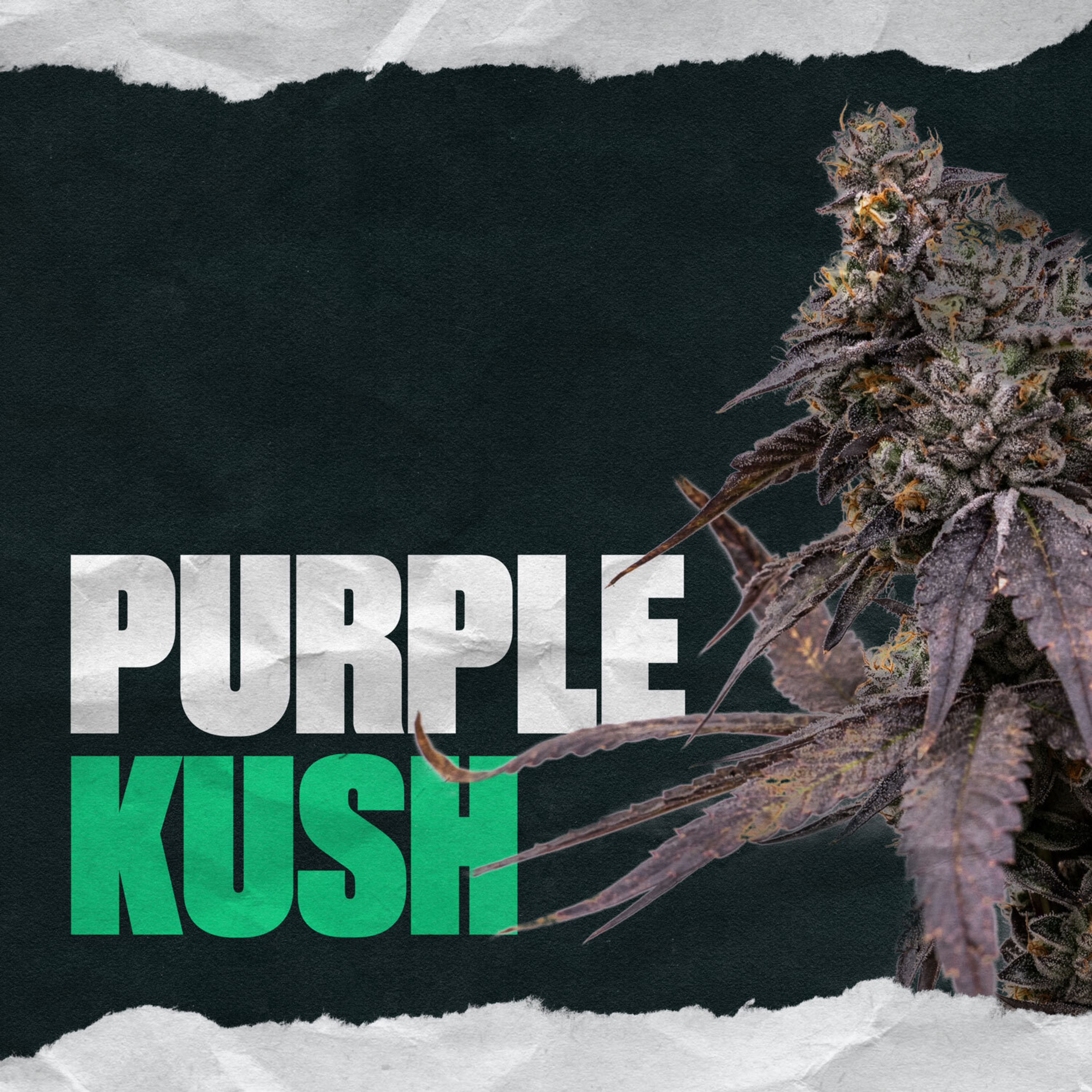 Purple Kush