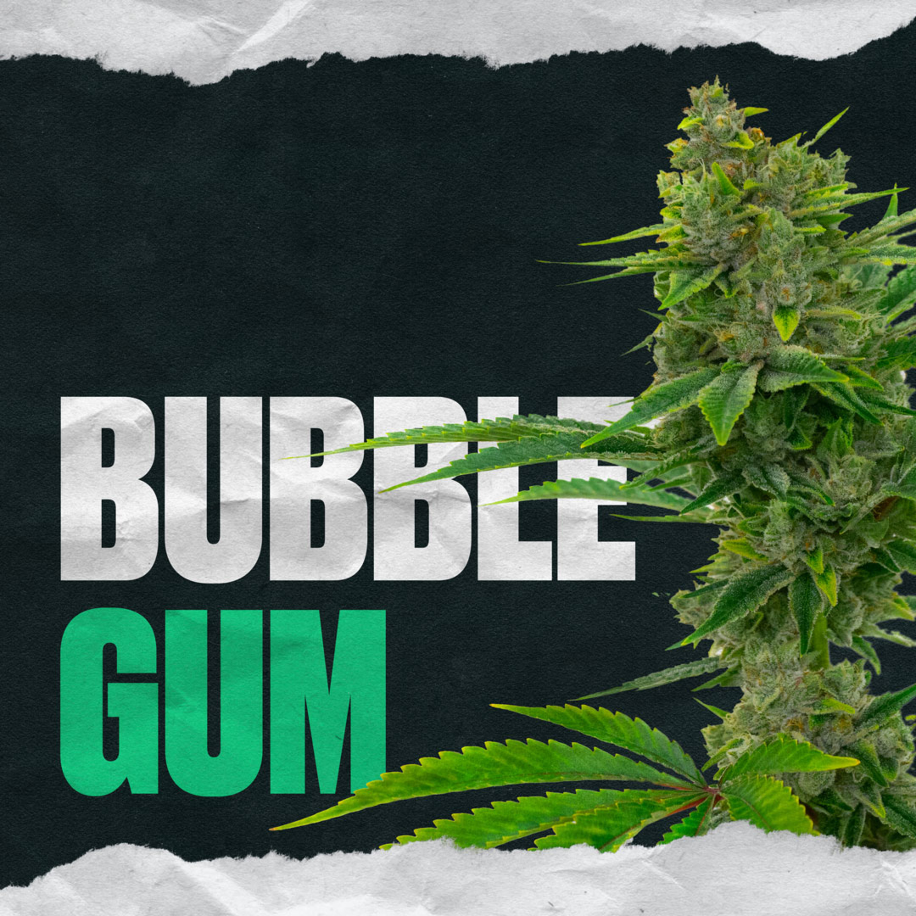 Bubble Gum