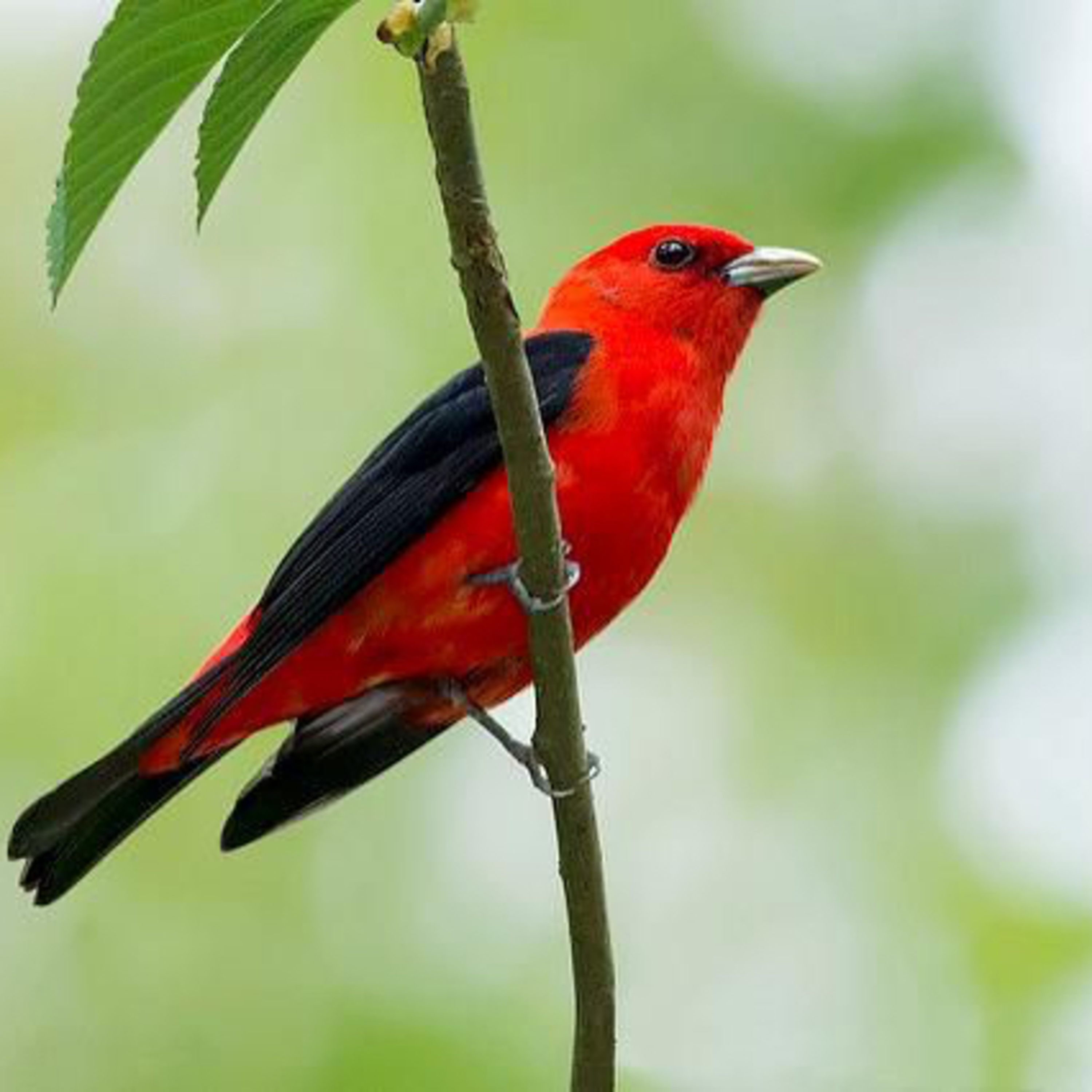 Bird Lovers Podcast Episode 1