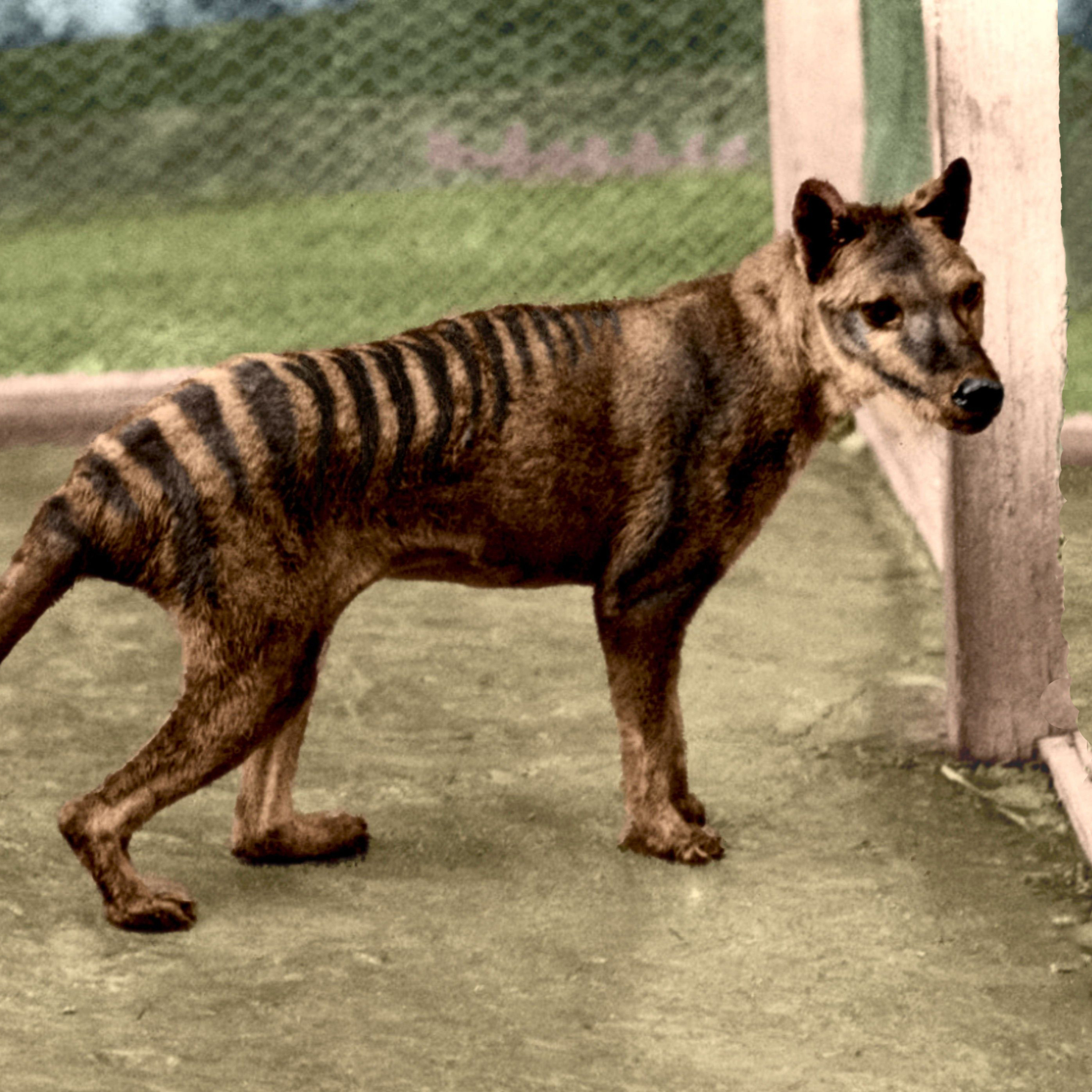 Animales Extintos Que Aun Viven