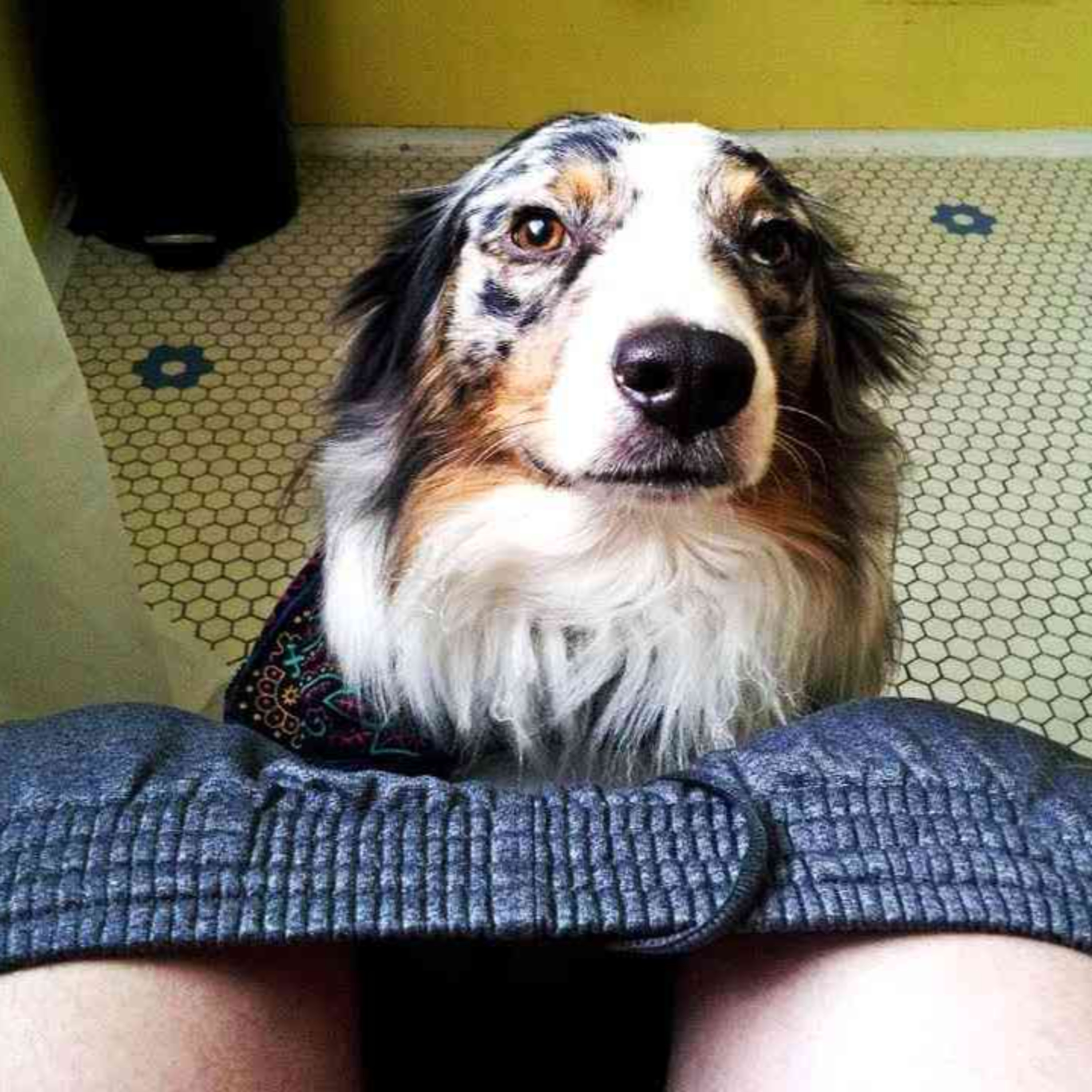 Comportamientos De Perros Explicados
