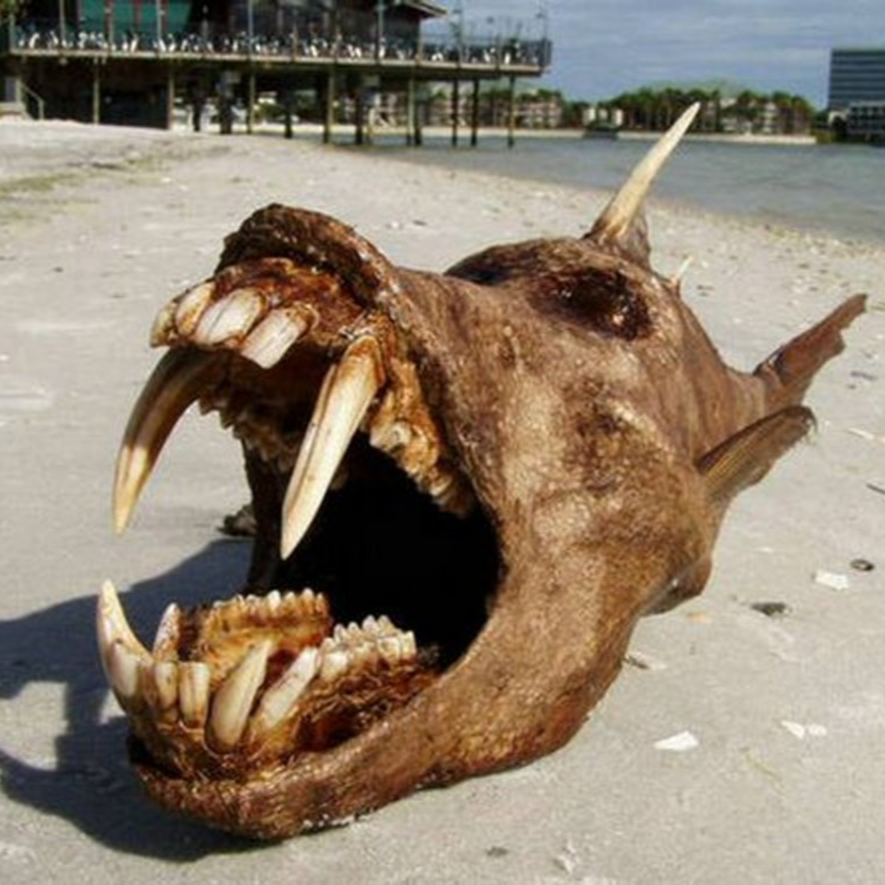 Criaturas Encontradas En La Playa
