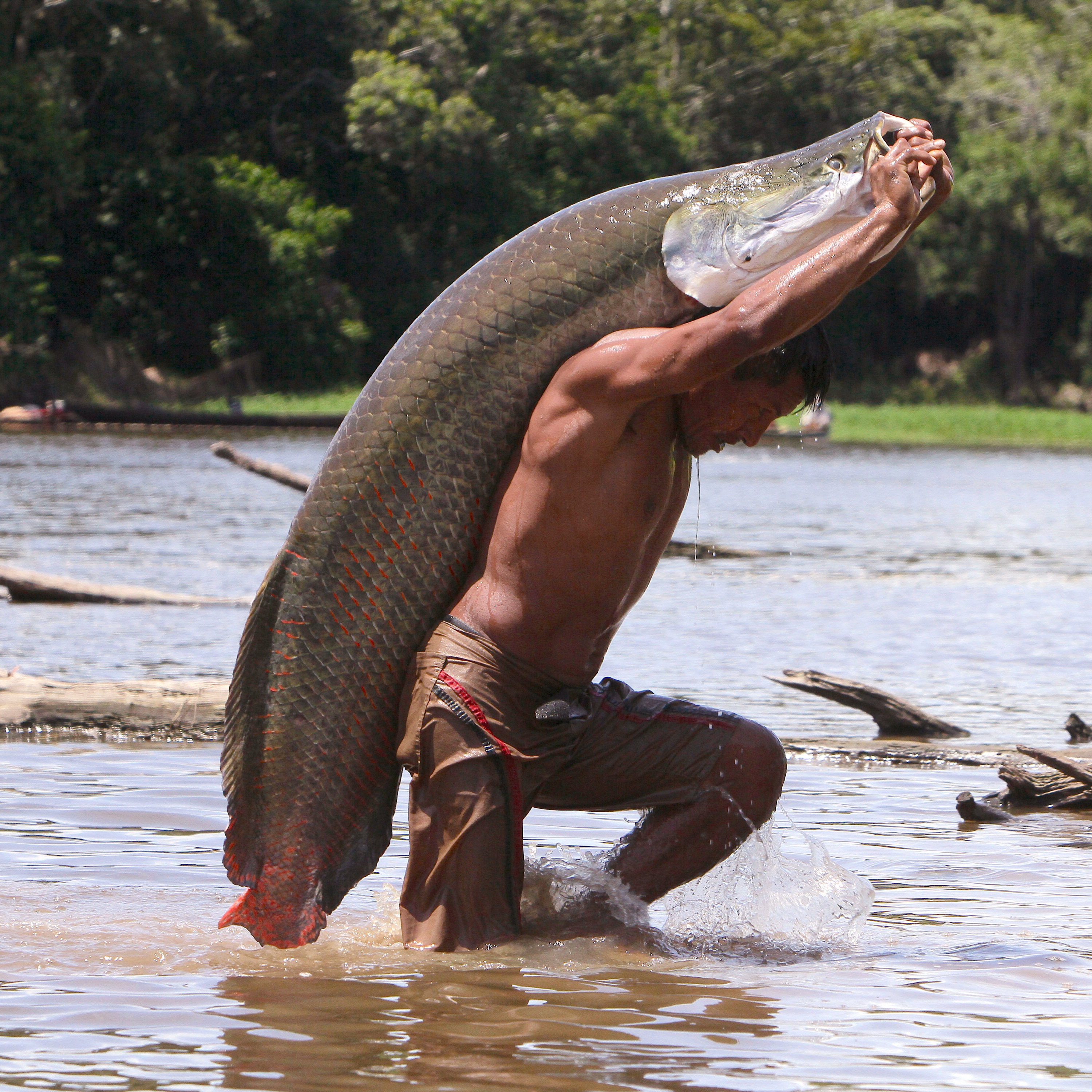 Capturas De Peces Mas Grandes