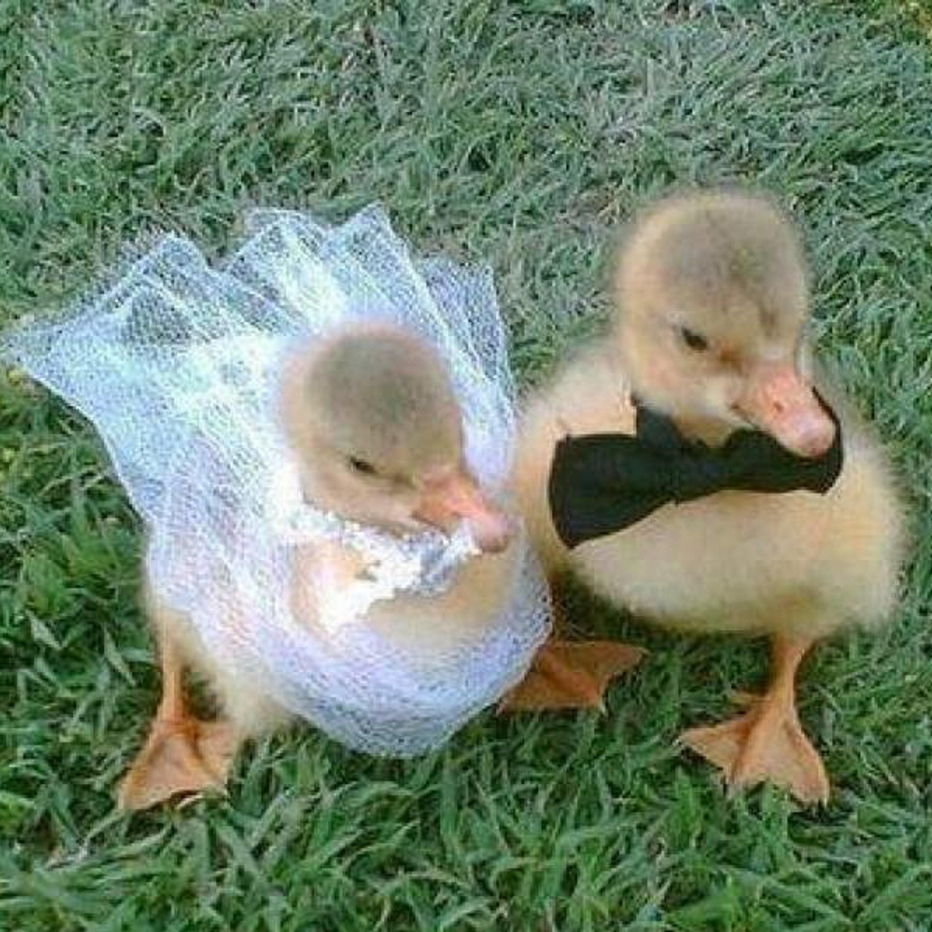 Animales Enamorados