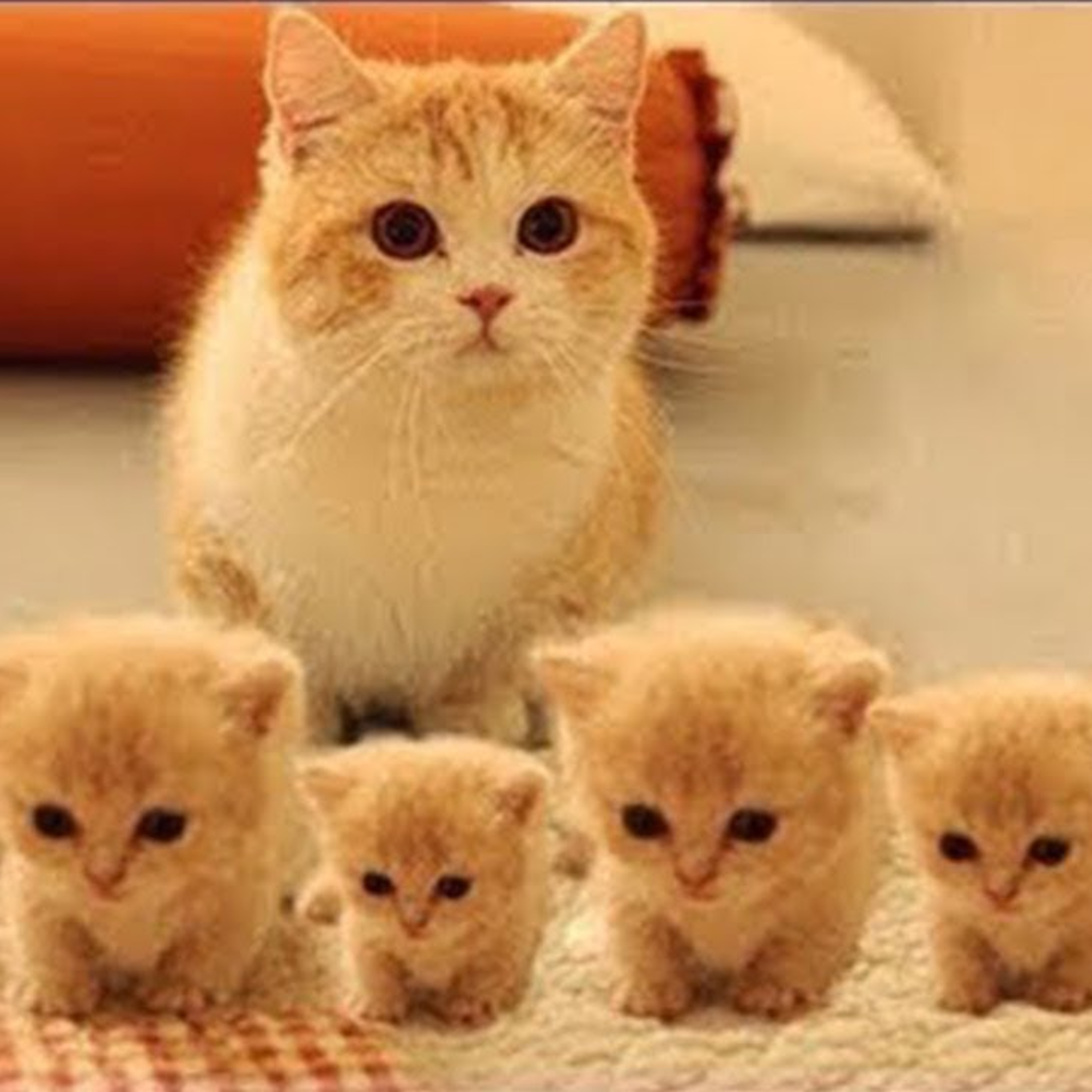 Padres Animales