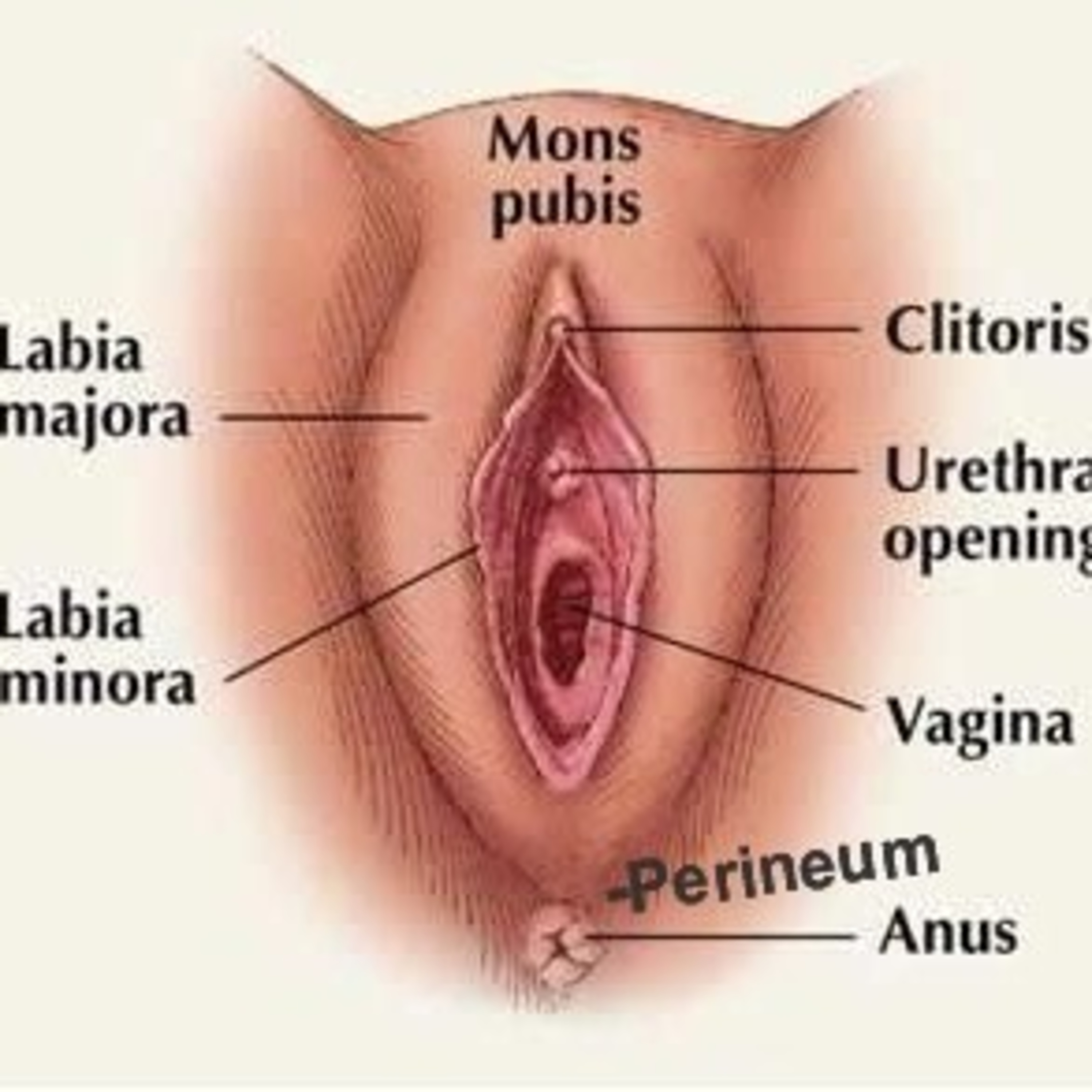 Clitoris and Orgasms. episode artwork