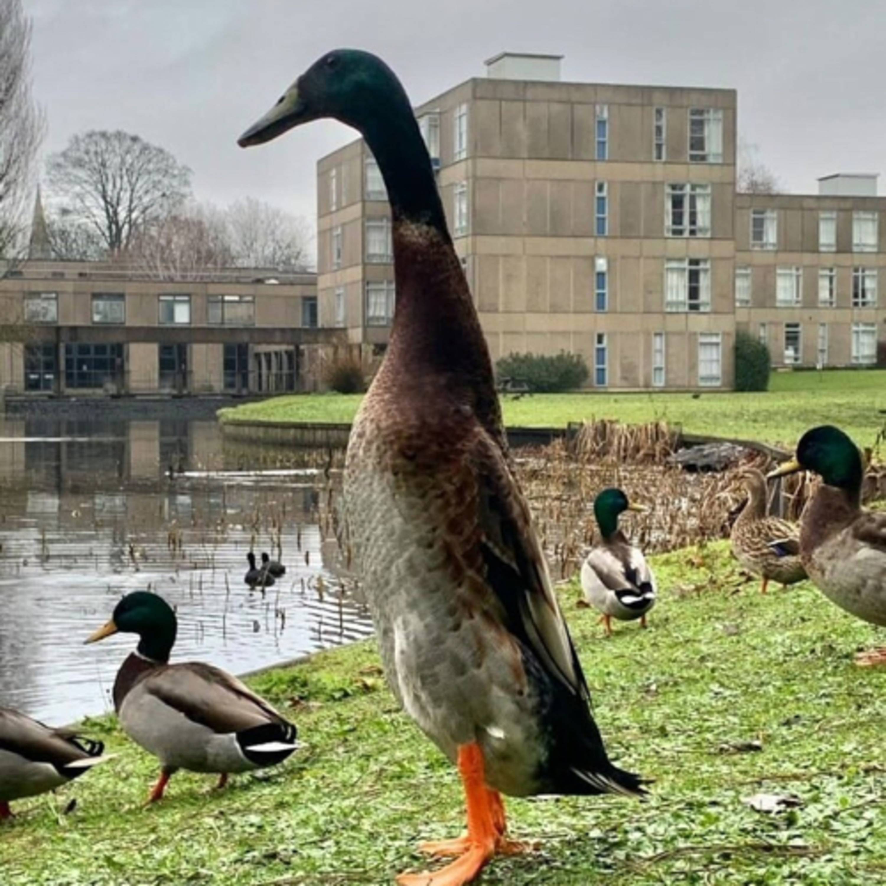 Ducks on the Pondcast