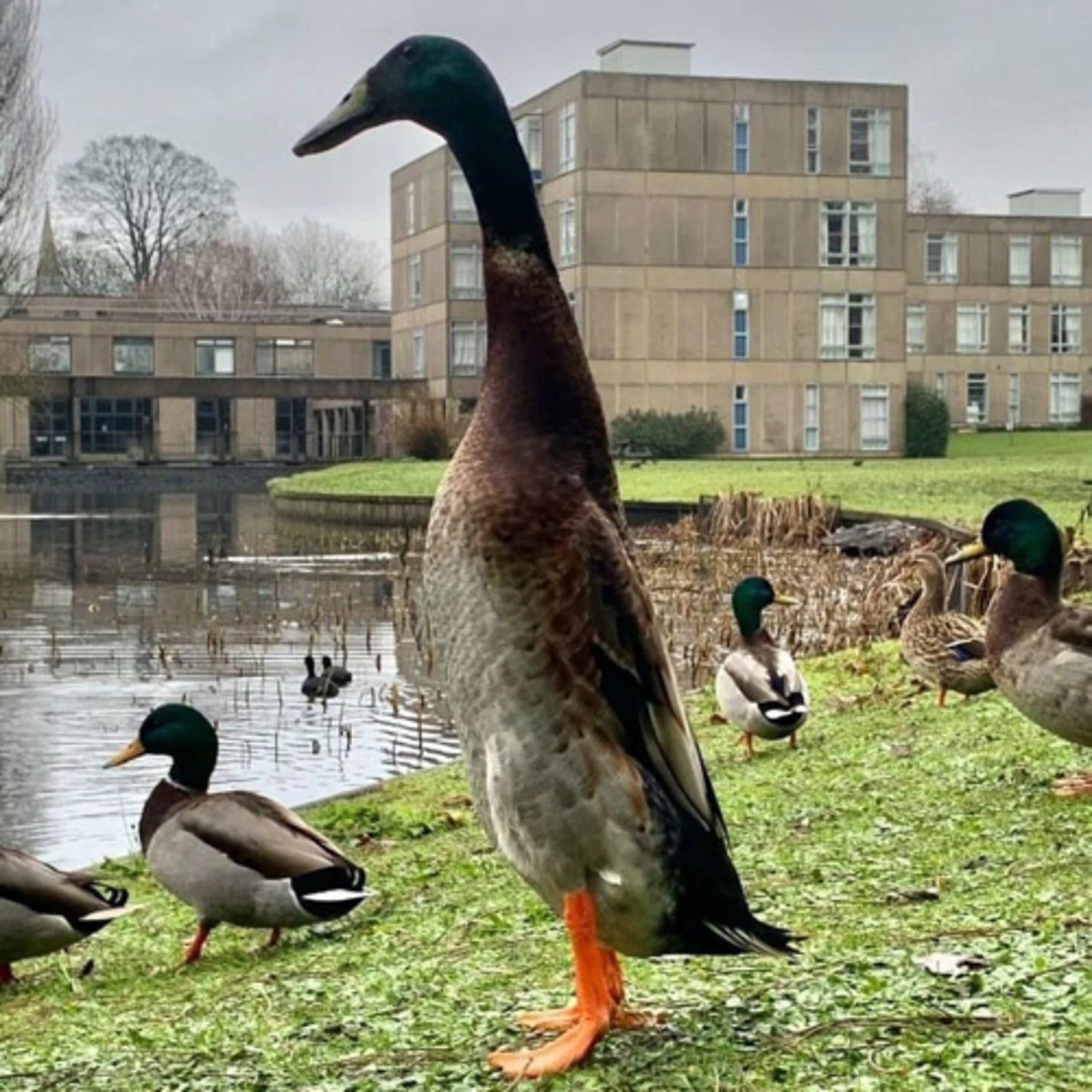 Ducks on the Pondcast