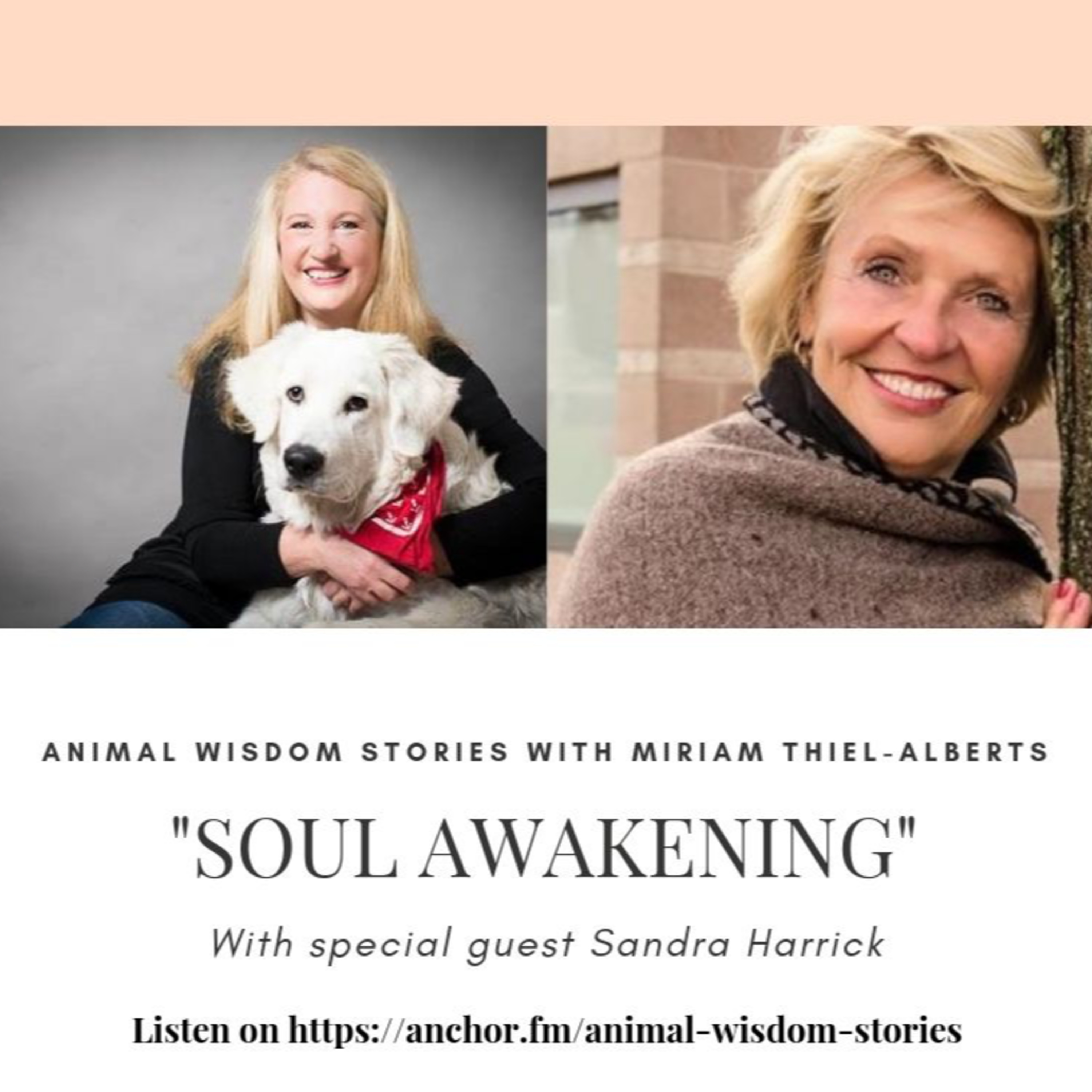 Animal Wisdom Stories