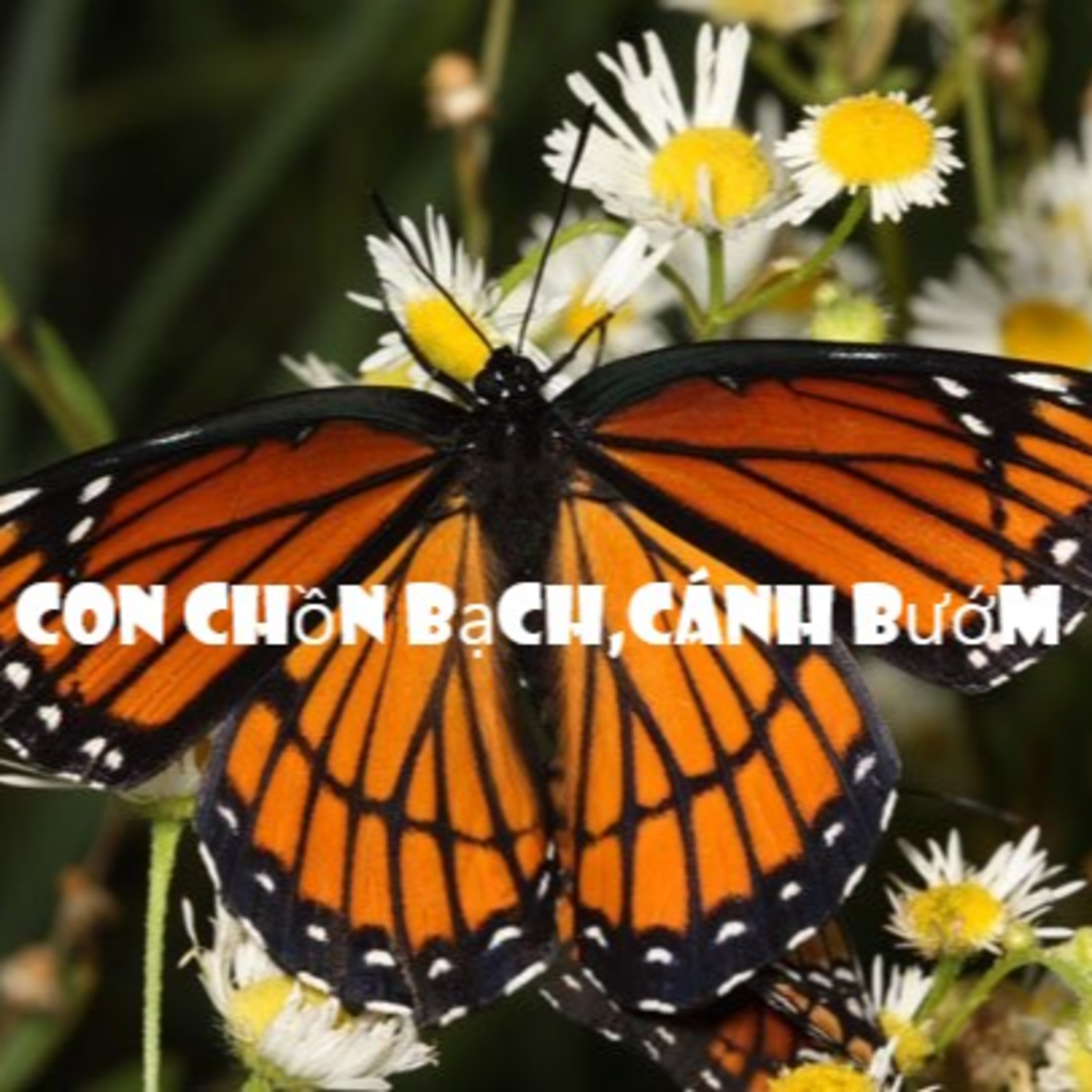 NGHE TRUYỆN CÙNG TONY