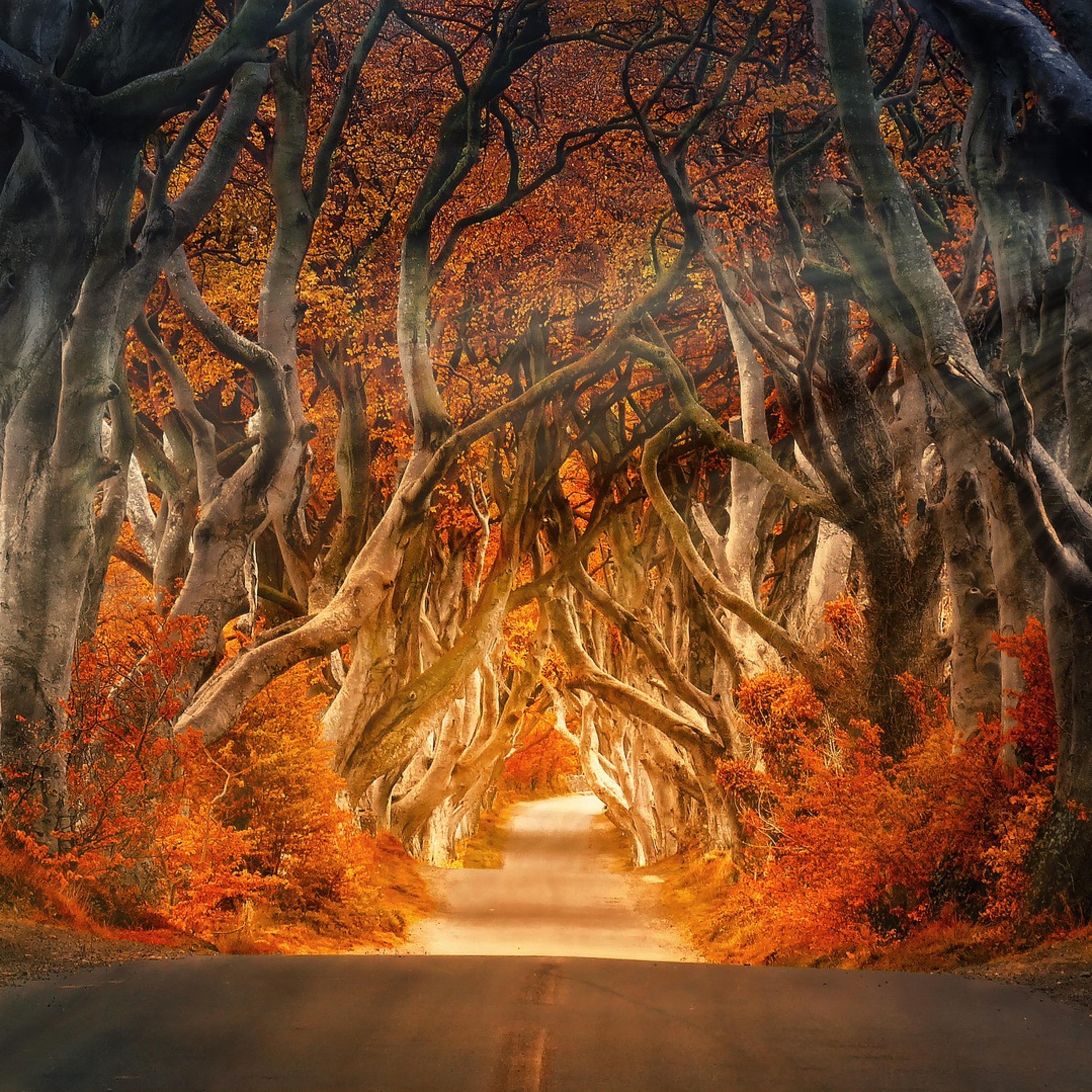 ÁC GIẢ ÁC BÁO - TRUYỆN CỔ GRIMM- ĐỌC TRUYỆN BÉ NGHE episode artwork