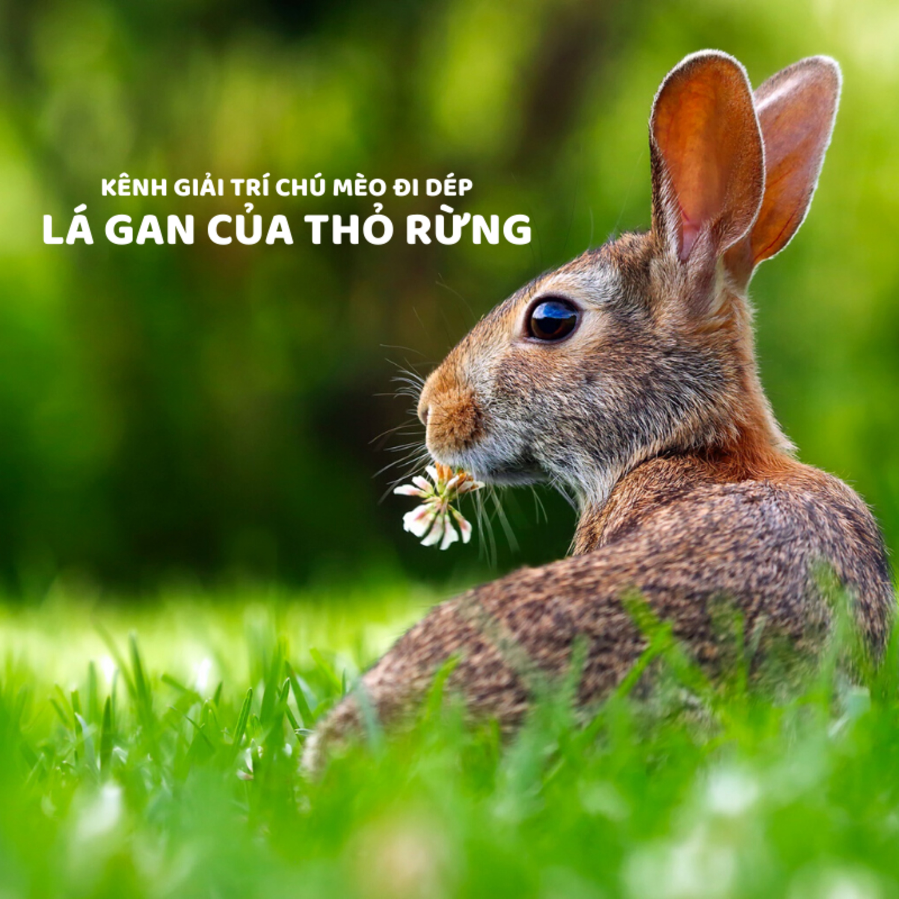 LÁ GAN CỦA THỎ RỪNG - CỔ TÍCH HÀN QUỐC - ĐỌC TRUYỆN BÉ NGHE episode artwork
