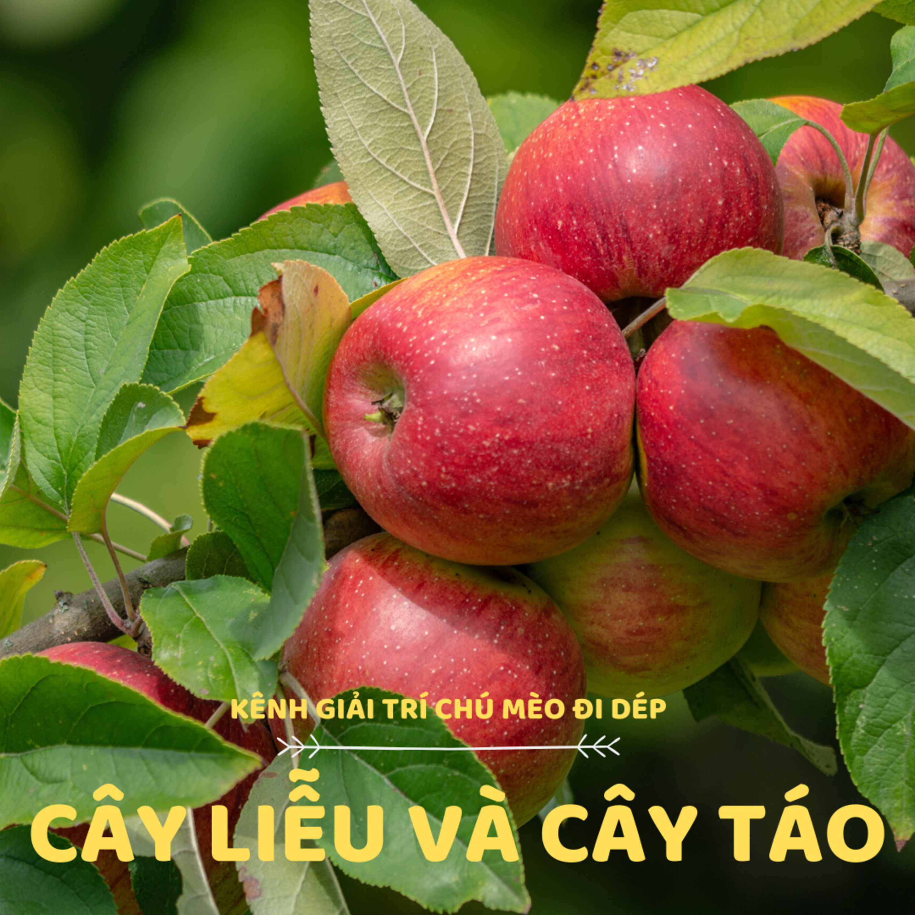 CÂY LIỄU VÀ CÂY TÁO - CỔ TÍCH THẾ GIỚI - ĐỌC TRUYỆN BÉ NGHE episode artwork